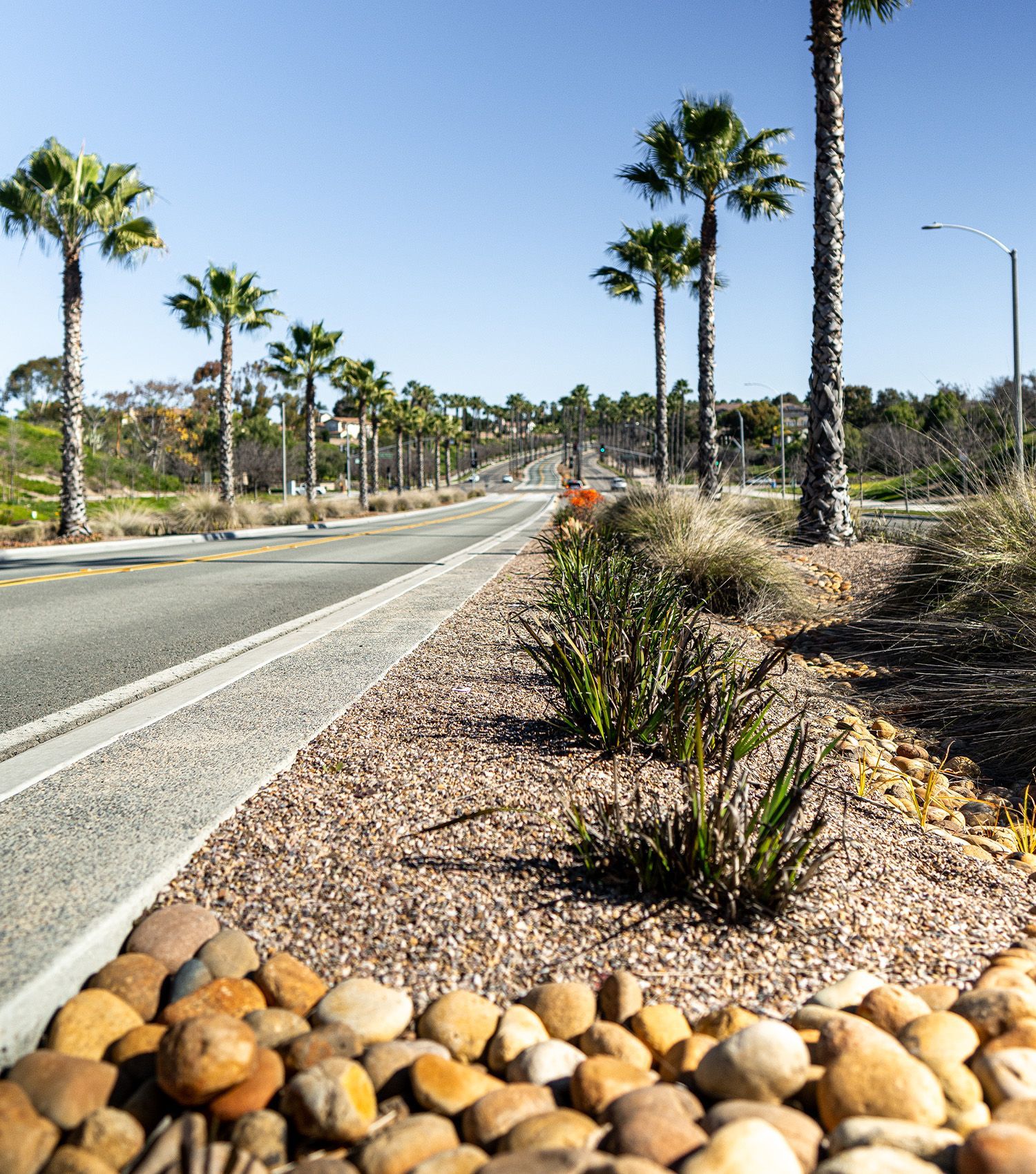 A row of palm trees along the side of a road