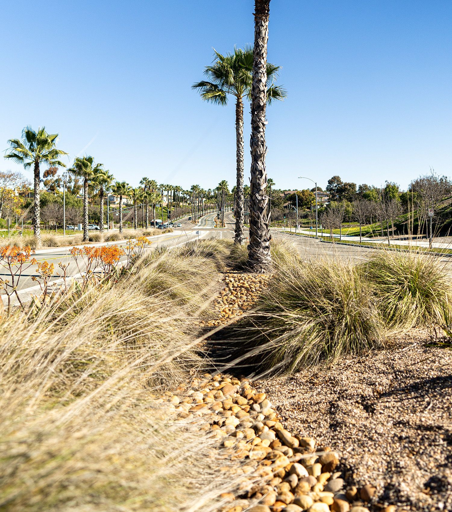 A row of palm trees in a park on a sunny day