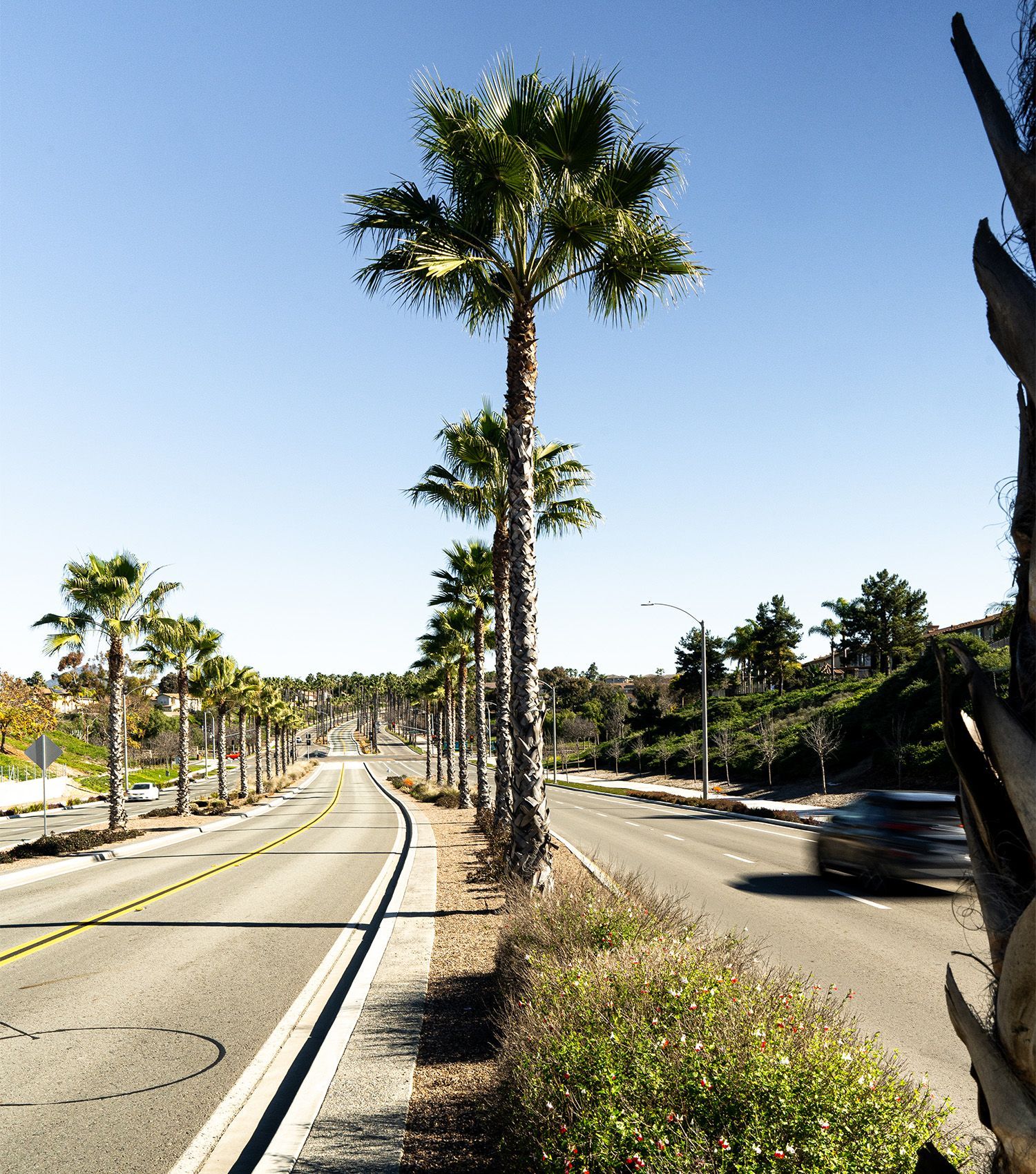 A row of palm trees along the side of a road