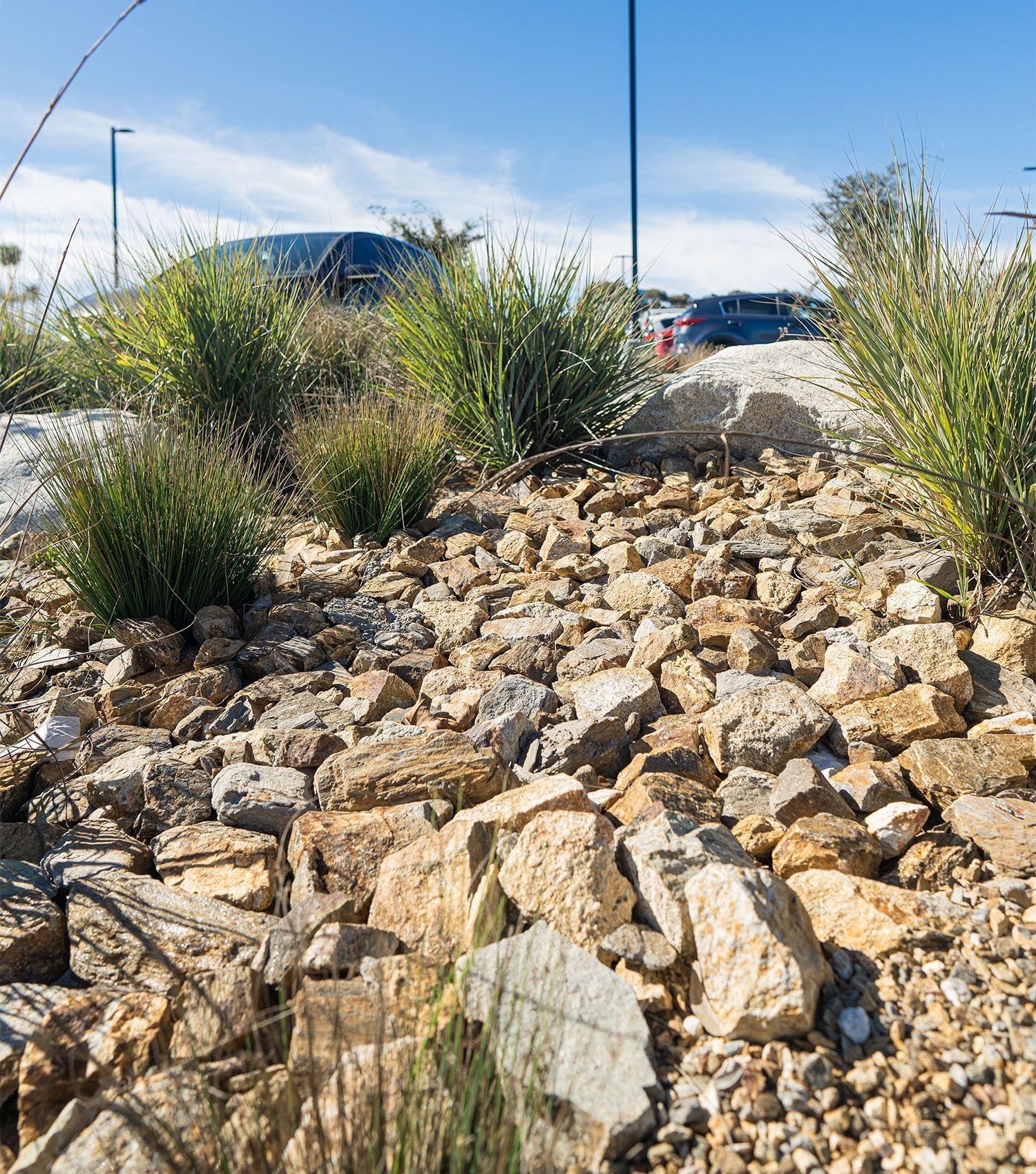 There are a lot of rocks and plants in the background.
