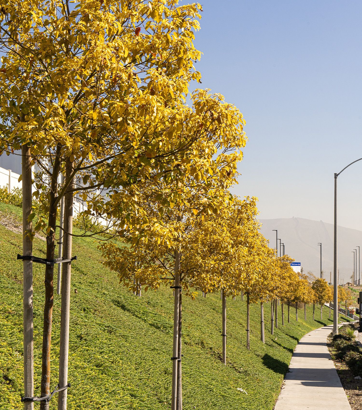 A row of trees with yellow leaves along a sidewalk