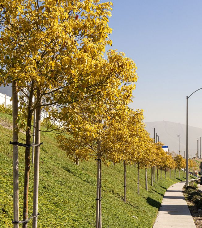 A row of trees with yellow leaves along a sidewalk