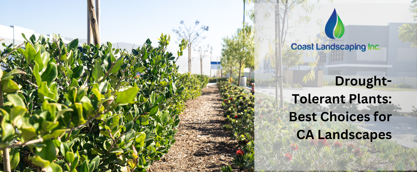 A sign that says drought tolerant plants best choices for ca landscapes