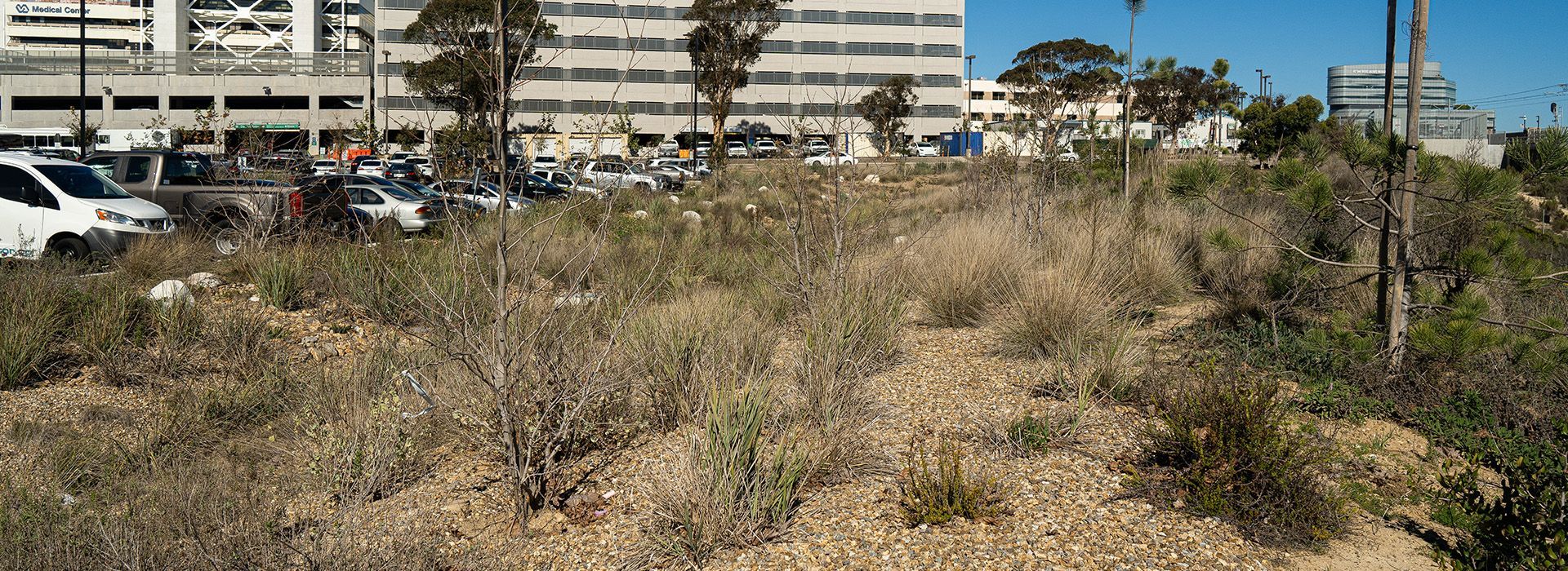 New Year Ideas for Your Commercial Landscape