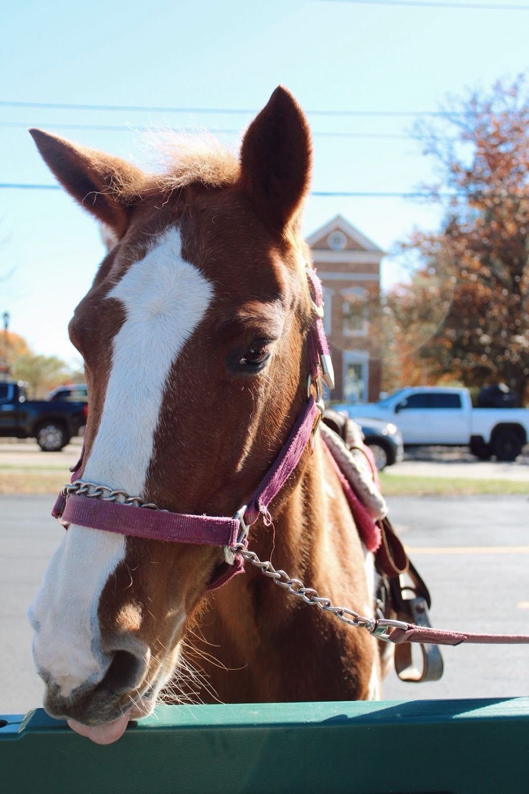 A chestnut pony with a white blaze looking over a trailer gate