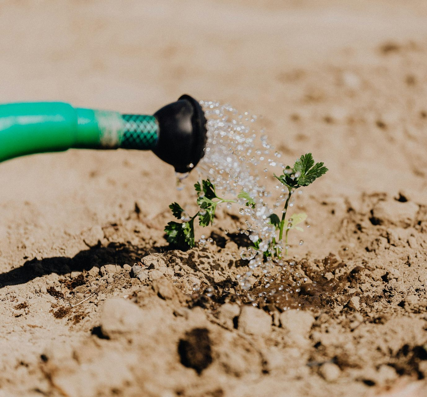 Gieter die plantjes water geeft, beeld van zorg, aandacht en groei