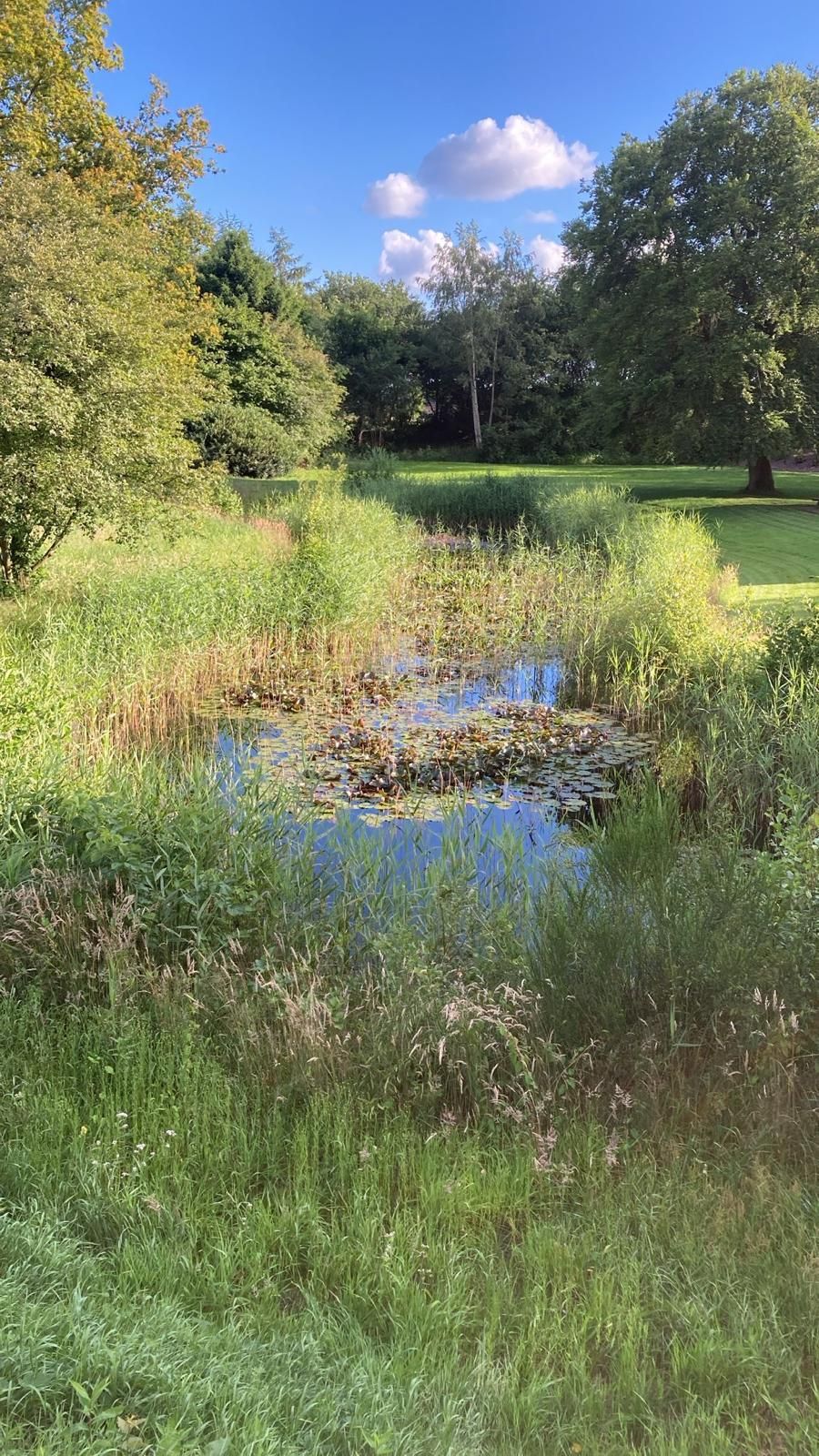 Onderhoud tuin met natuurvijver