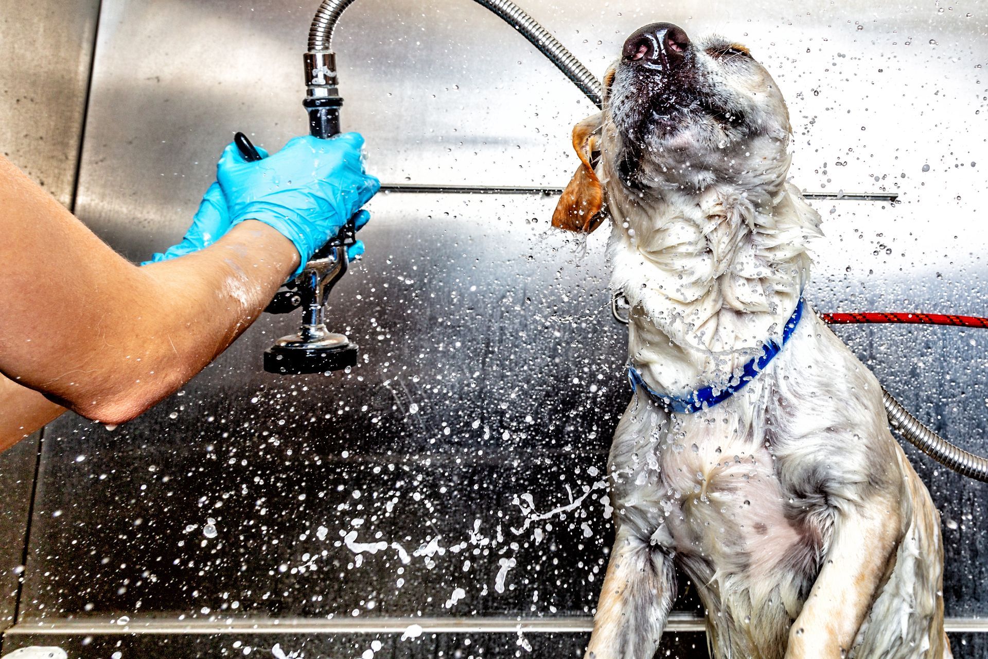 A person is washing a dog in a sink with a hose.