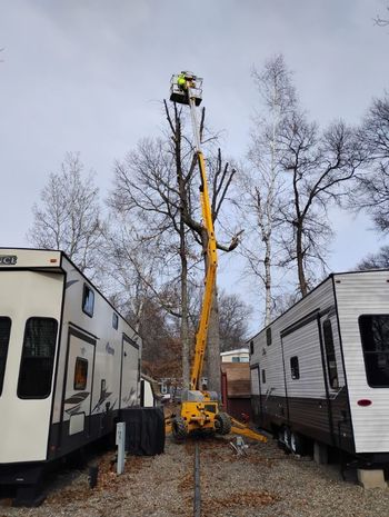 Worker in bucket lift trimming a tall tree between two RVs in a campsite.