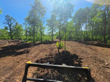 Freshly cleared wooded lot under bright sun, with a small sapling centered in the foreground.