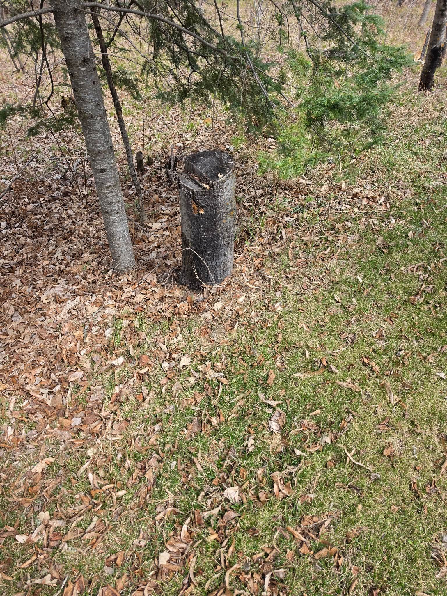 Cut tree stump among leaf-covered ground and thin trees in a wooded area