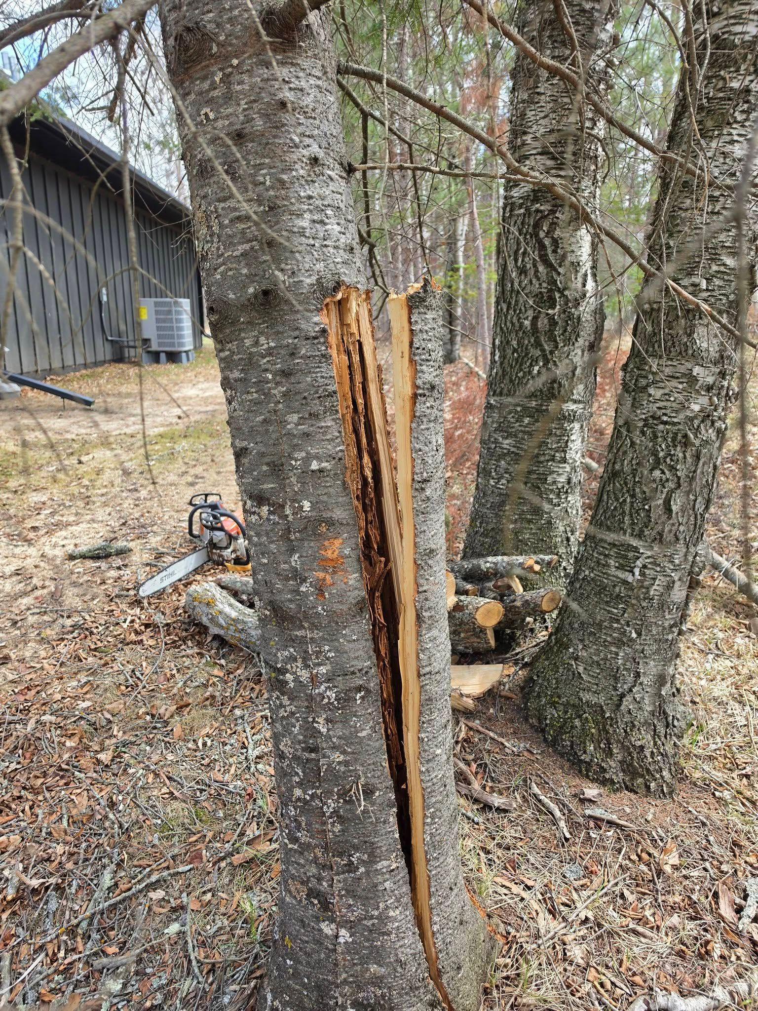 Split tree trunk beside a woodland path, with bark peeled back and a fallen log nearby