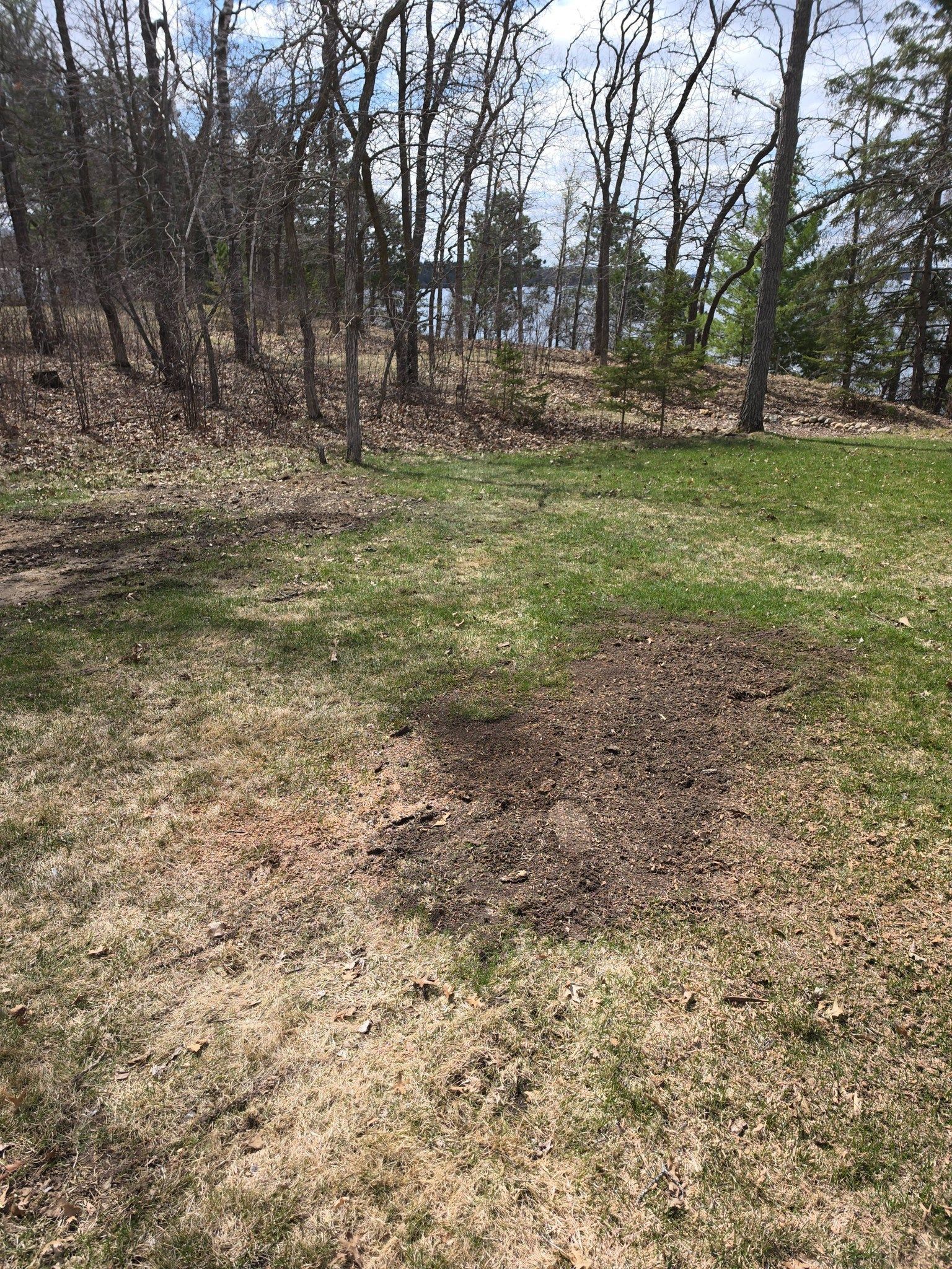 Grassy clearing beside leafless trees on a wooded hillside under a bright sky