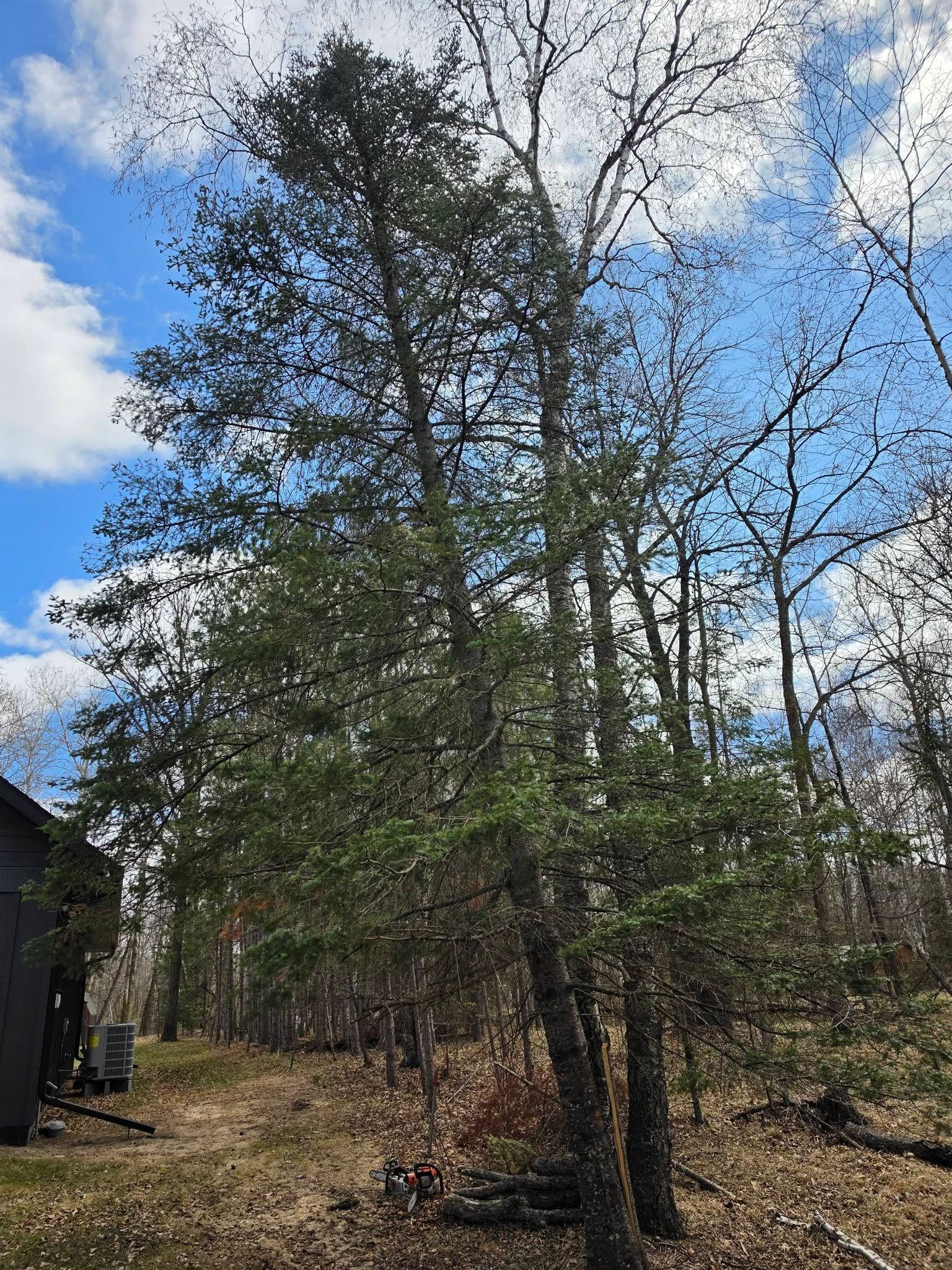 Wooded backyard with tall leafless and evergreen trees under a blue sky beside a house