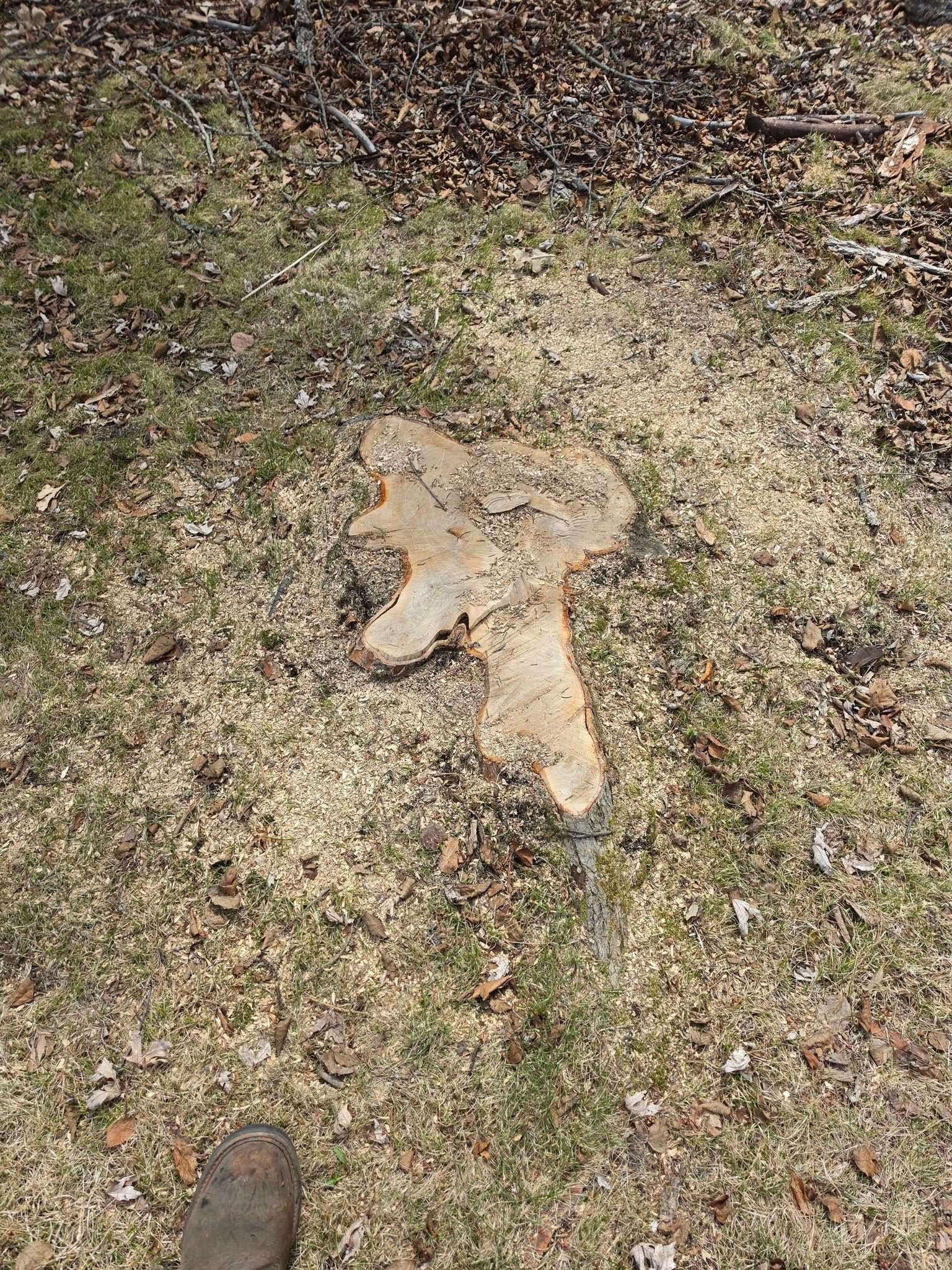 Small tan dog lying on patchy grass outdoors, with a shoe visible at the bottom left.