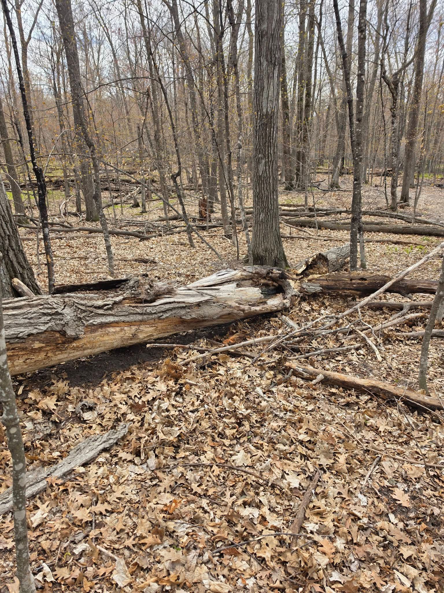 Leaf-covered forest floor with bare trees and a shallow creek in early spring