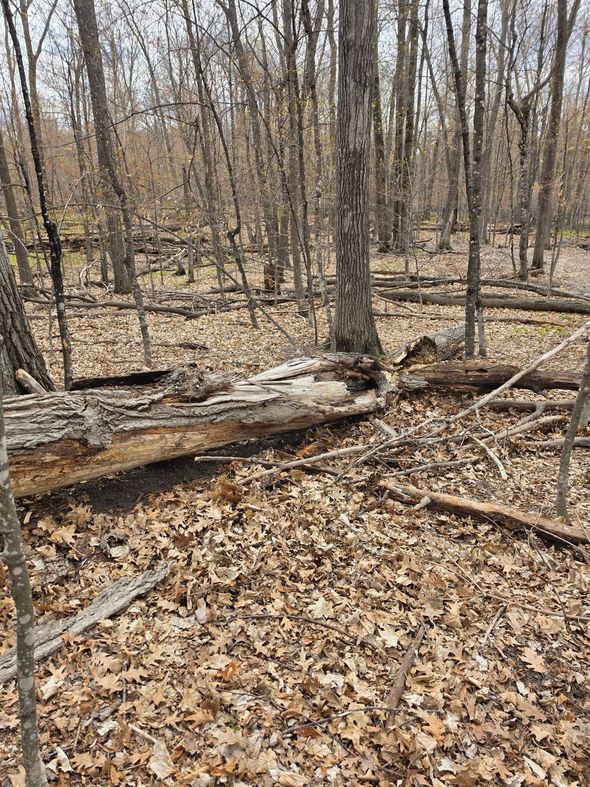 Leaf-covered forest floor with bare trees and a shallow creek in early spring