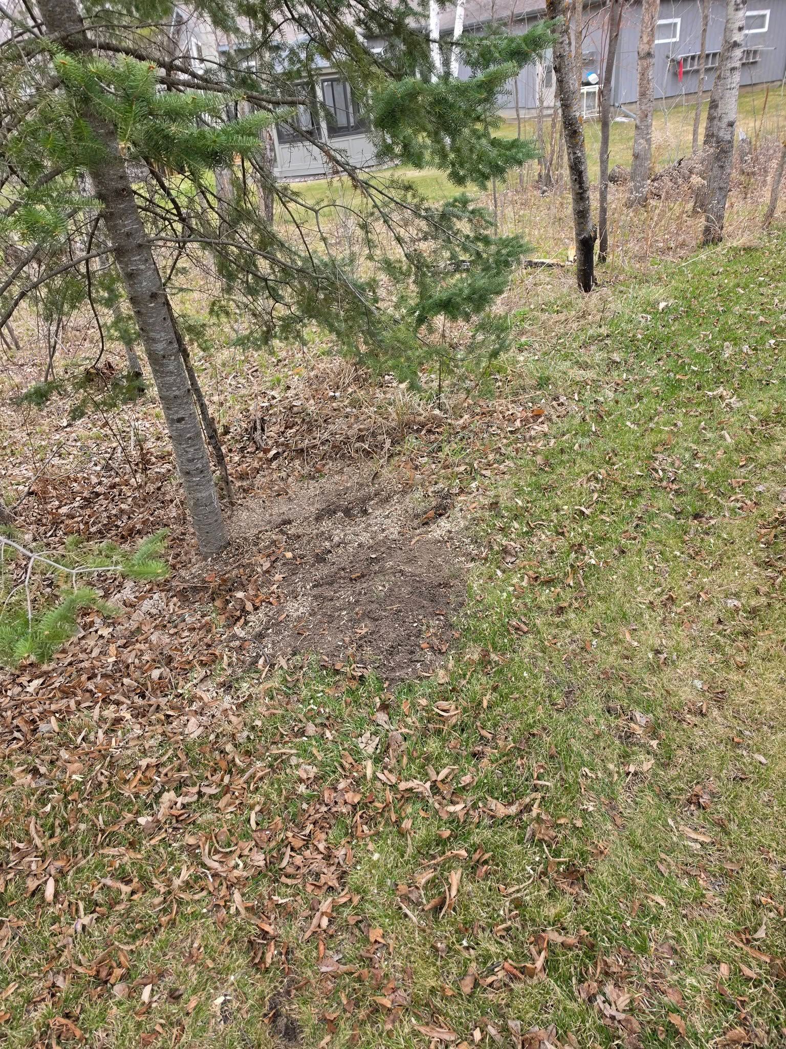 Wooded slope with leaf litter, trees, and a small erosion gully near houses in the background