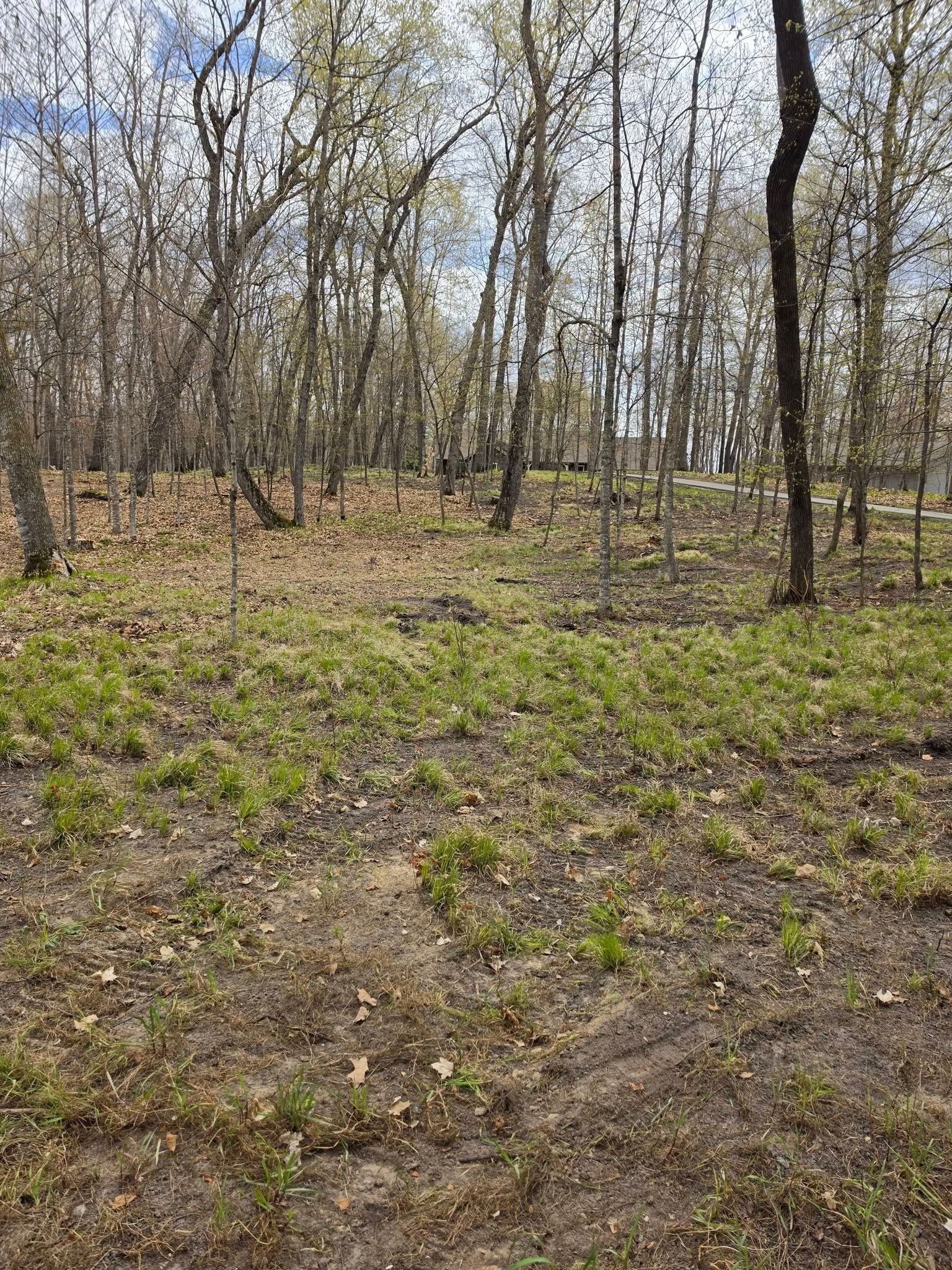 Leaf-covered woodland with sparse trees and green undergrowth in early spring