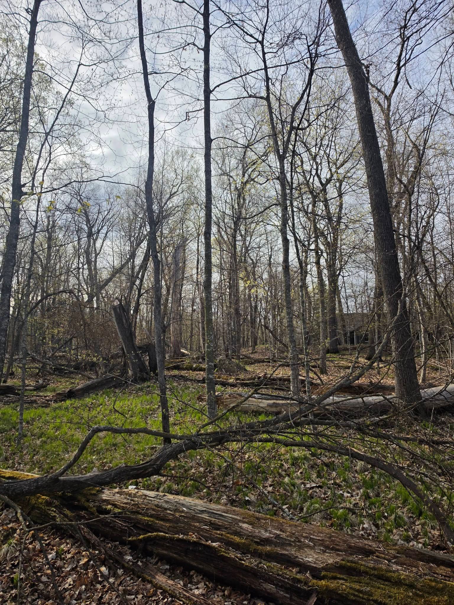 Leaf-covered forest with tall bare trees and fallen branches under a cloudy sky