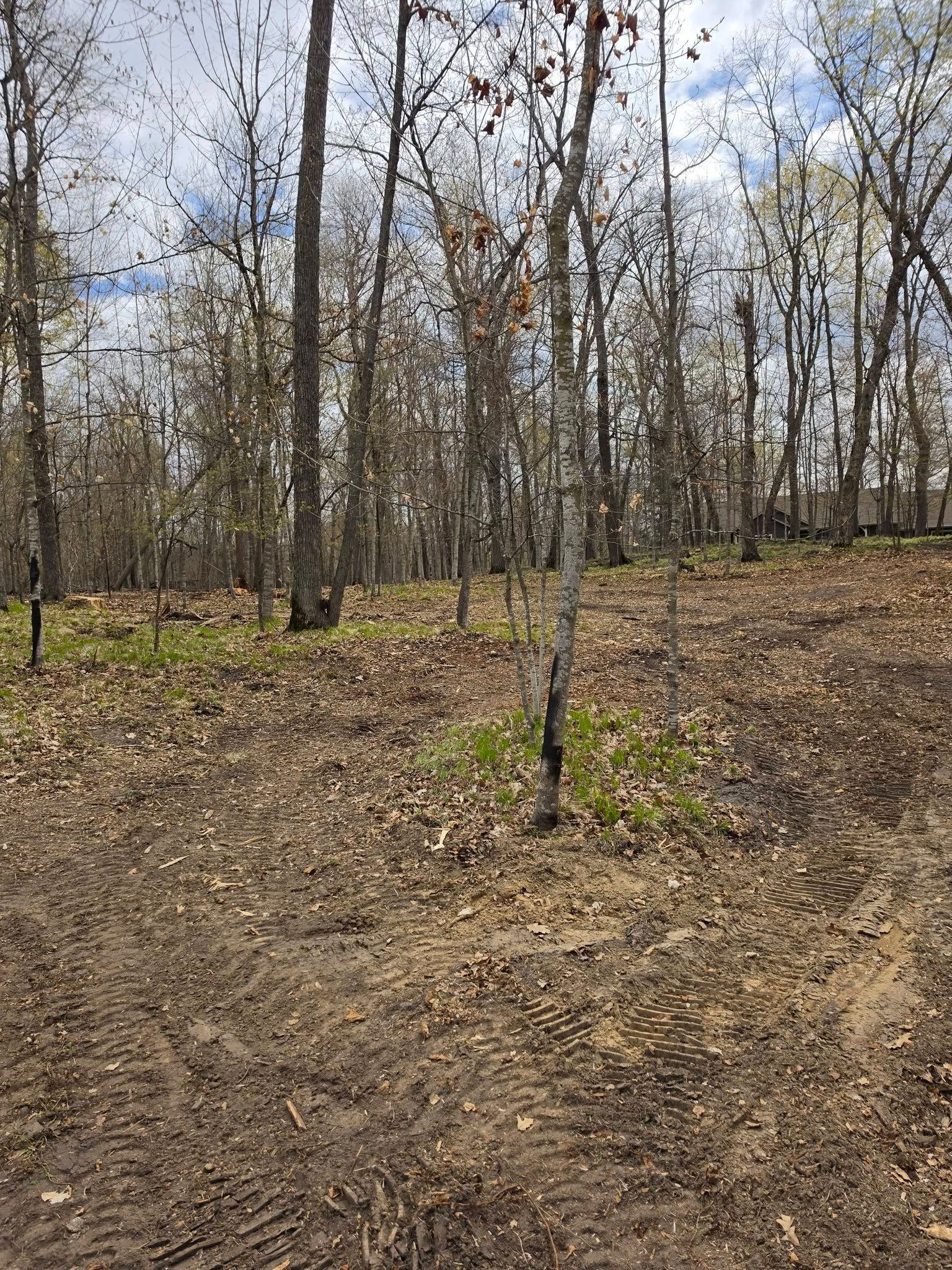 Leafless trees in a wooded area with a dirt path and sparse brown ground cover under a cloudy sky