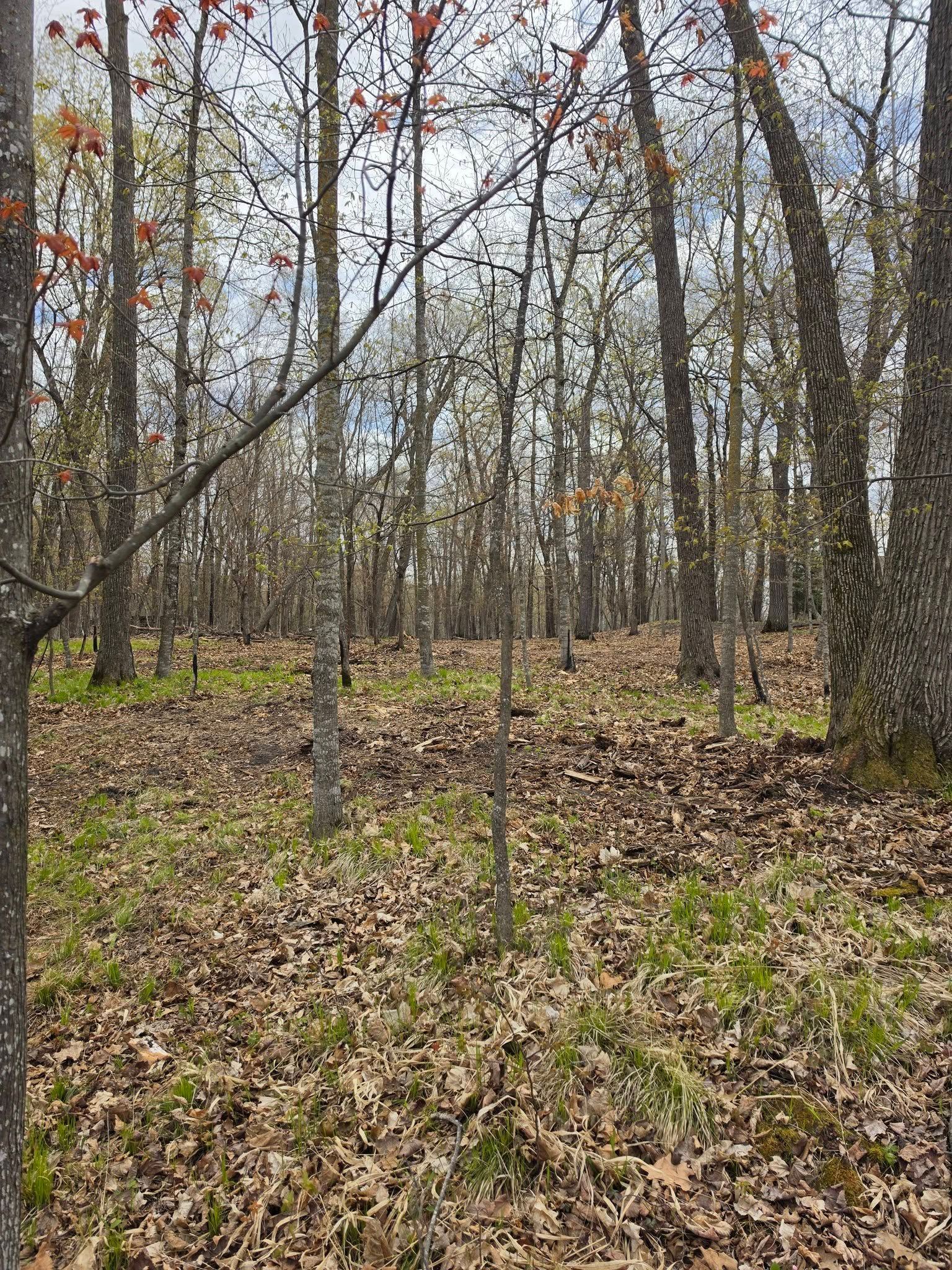 Leaf-covered woodland with thin bare trees and sparse green undergrowth in autumn.