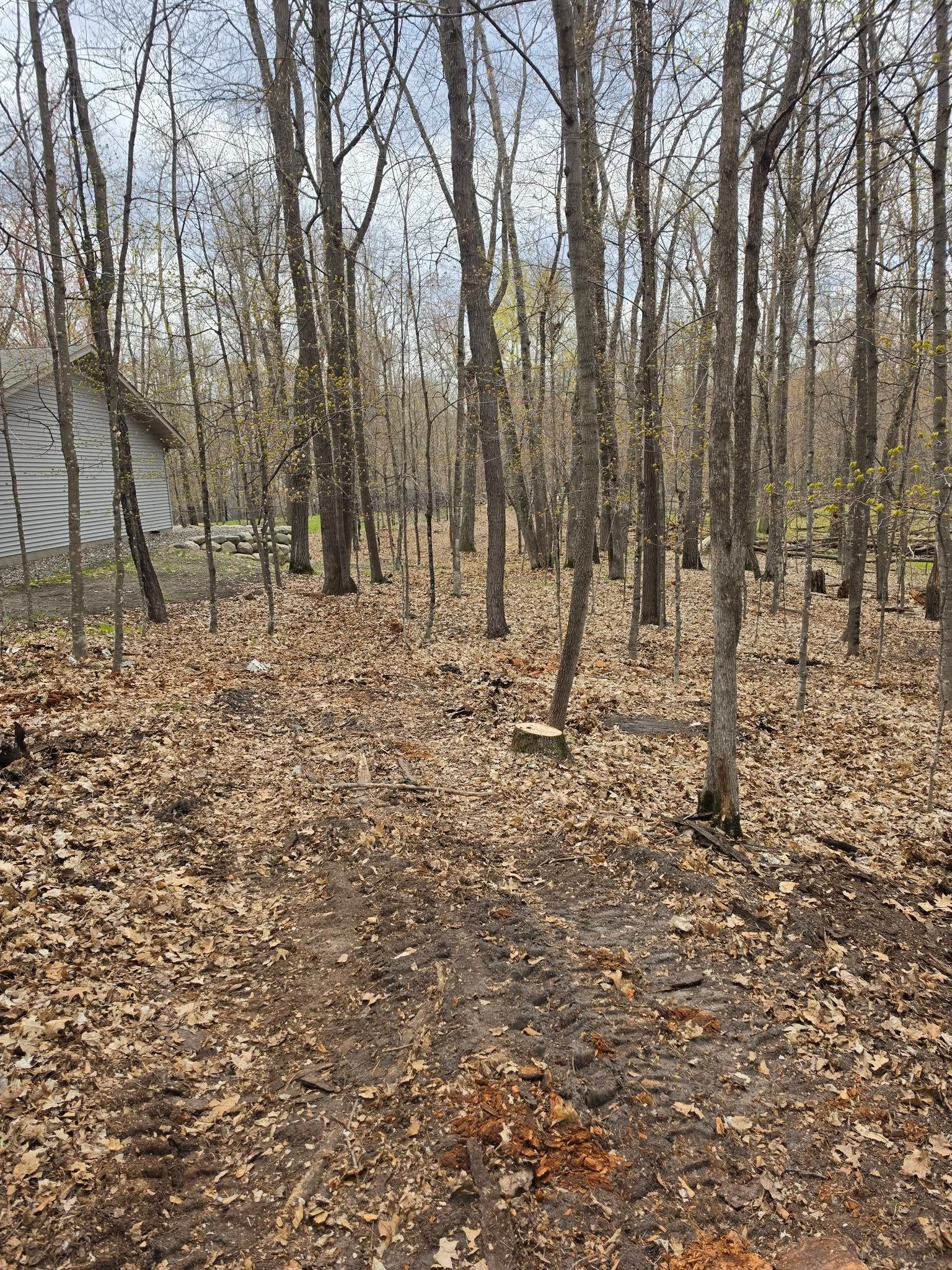 Leaf-covered woodland with bare trees and a small gray shed on the left.