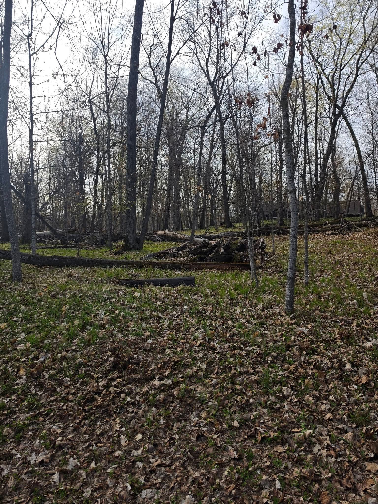 Leaf-covered forest clearing with bare trees and a fallen log in the center