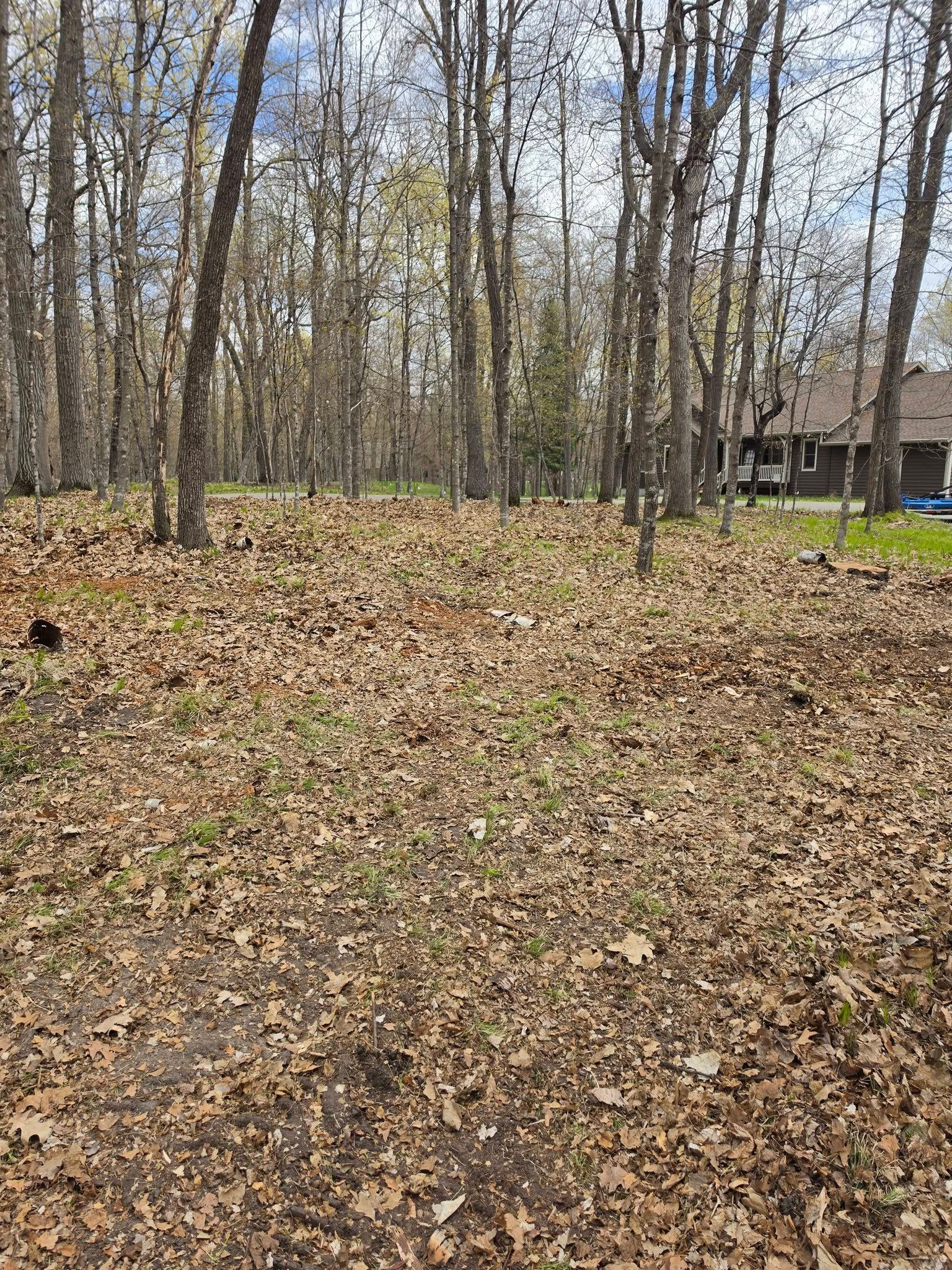 Leaf-covered wooded yard with bare trees and a house in the background