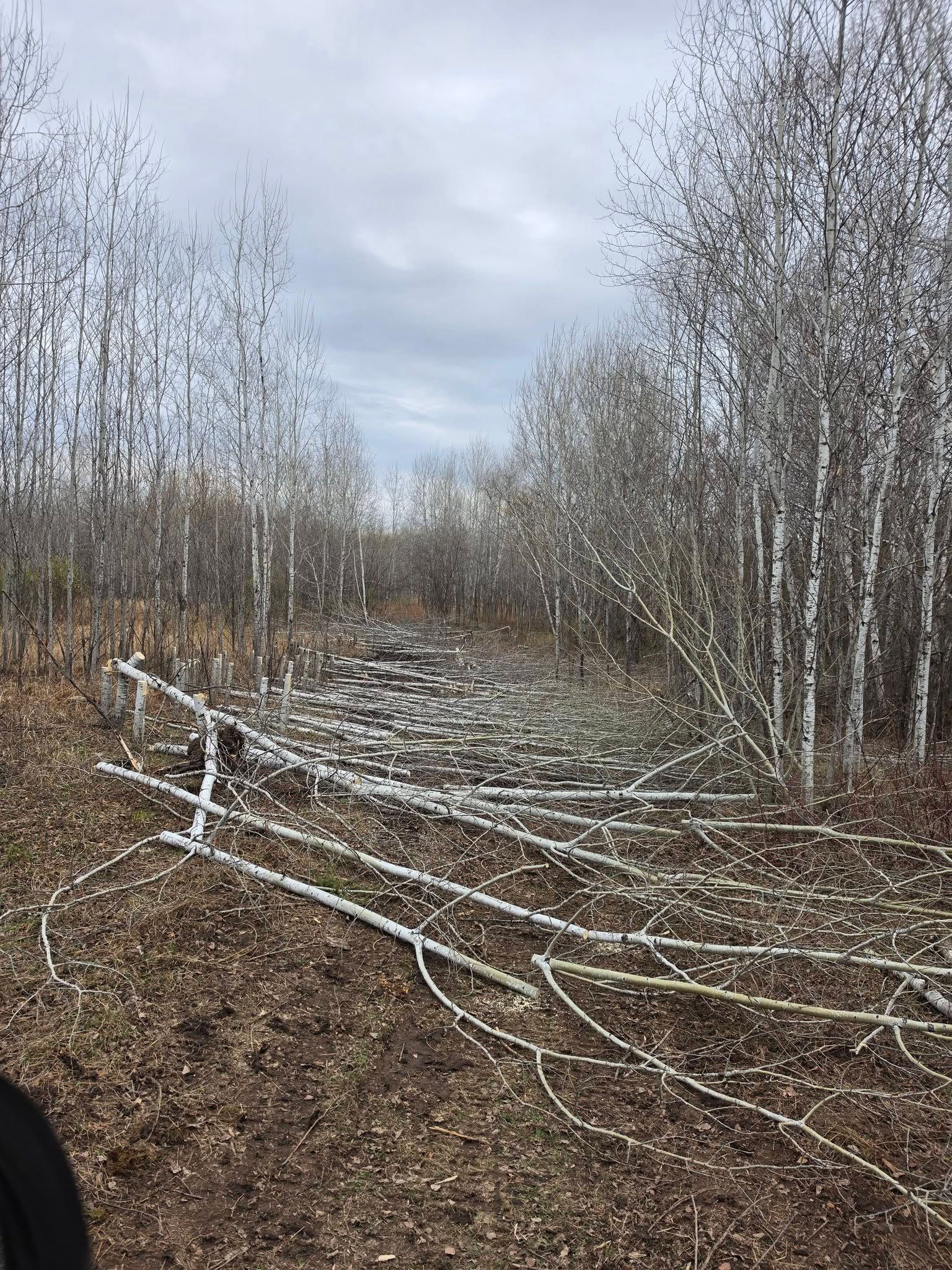 Fallen white branches across a brown forest path in a leafless birch grove under cloudy skies
