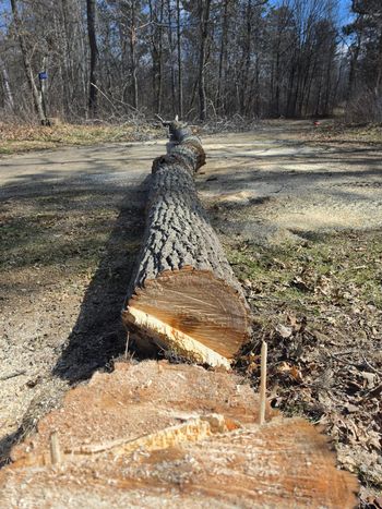 Freshly cut tree trunk lying along a gravel path in a wooded area with winter-bare trees.