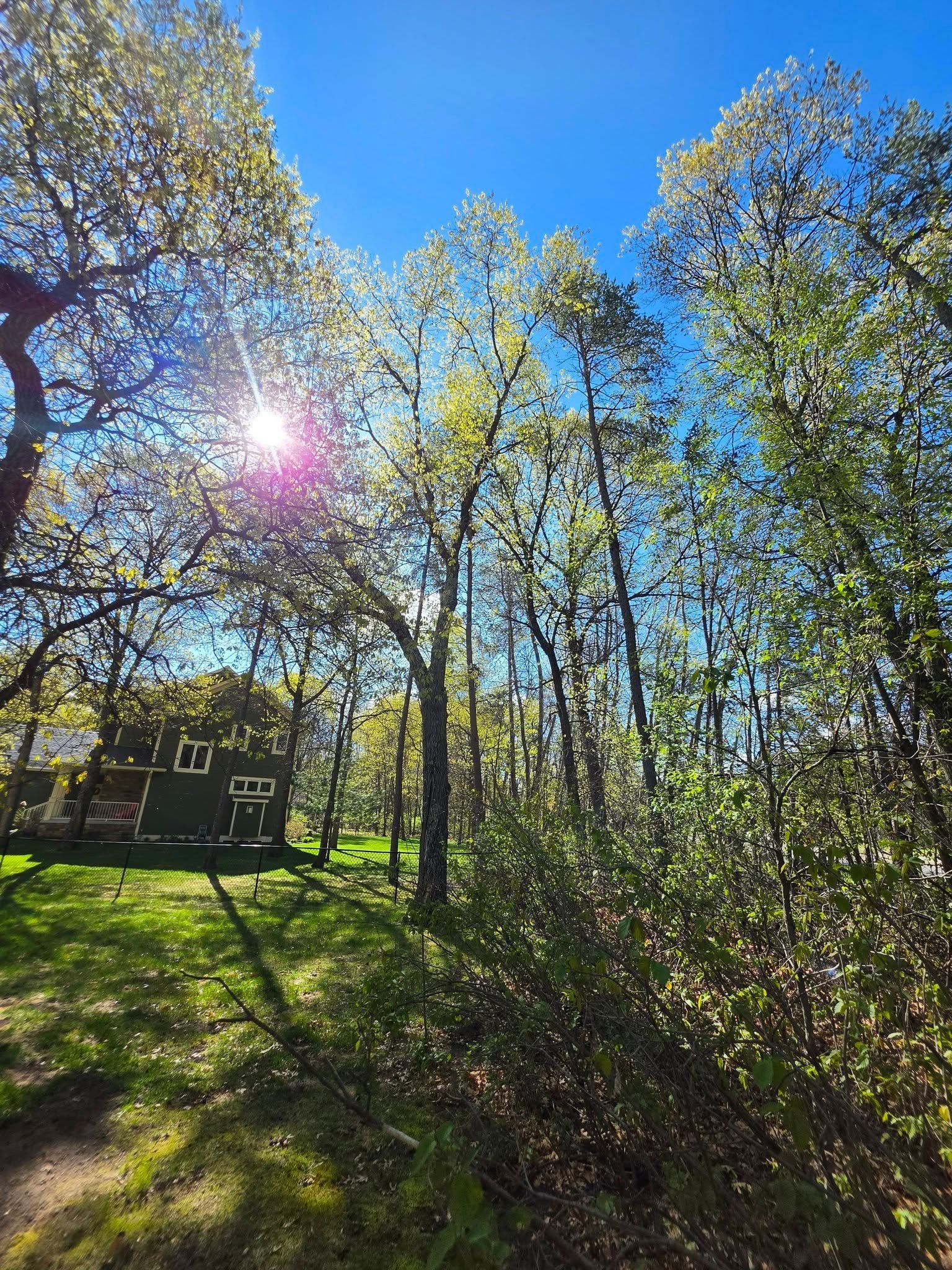 Sunlit woodland path with tall trees, green leaves, and a bright blue sky