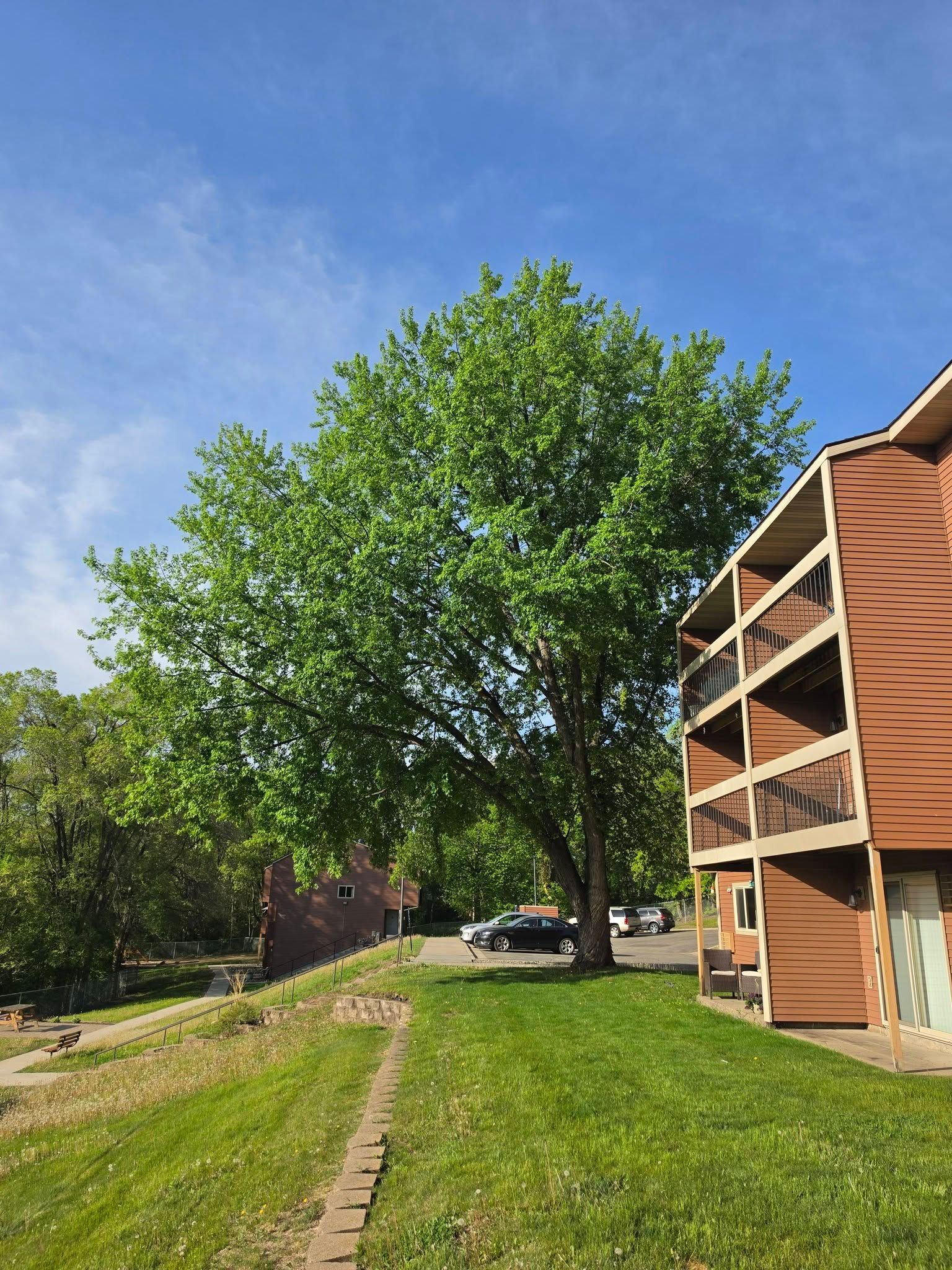 Apartment courtyard with green lawn, large tree, and brick building under a blue sky