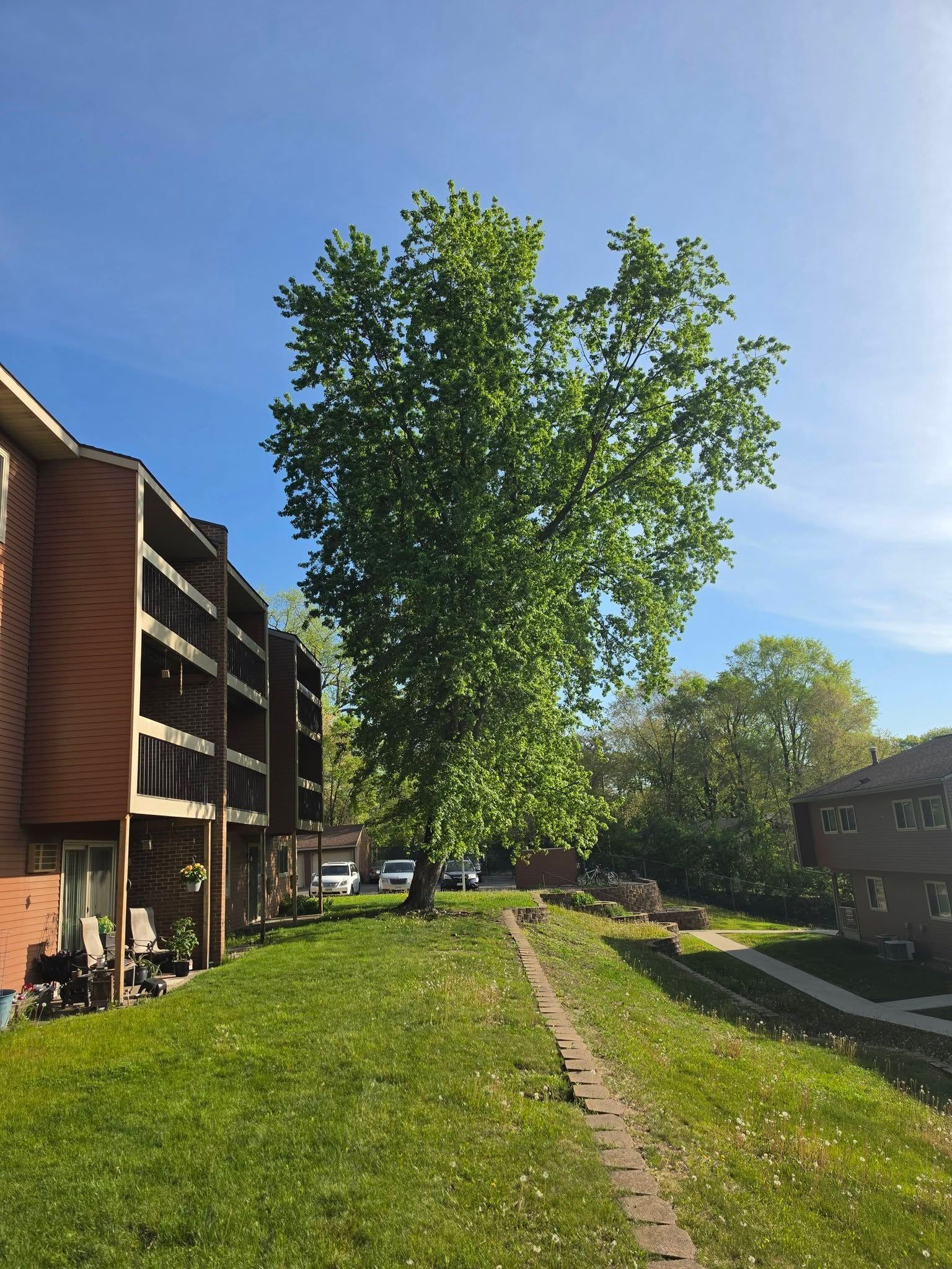 Sunny apartment courtyard with a large tree, grassy path, and buildings on both sides