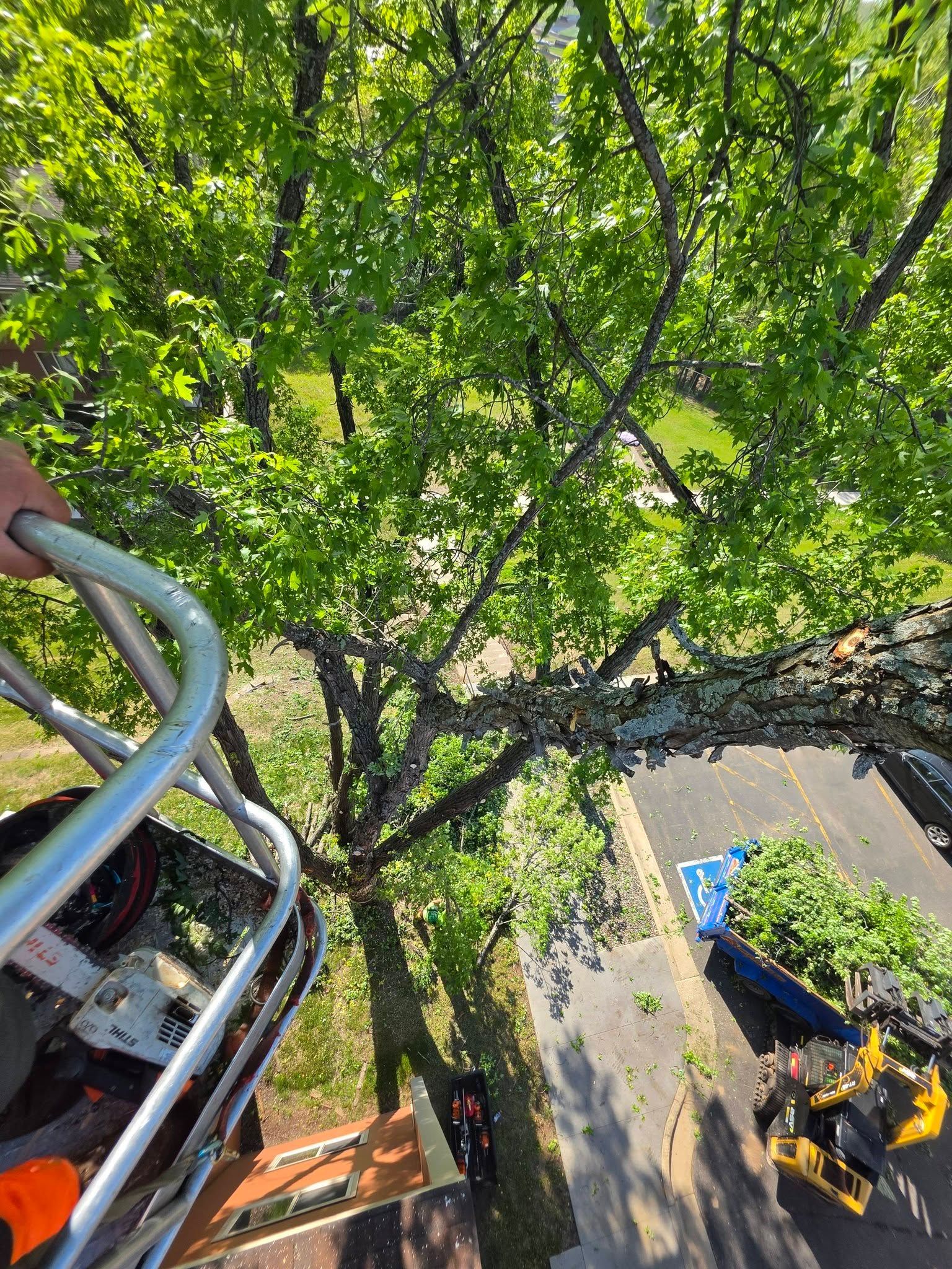 Tree canopy viewed from a cherry picker over a street, with workers below and a yellow vehicle nearby