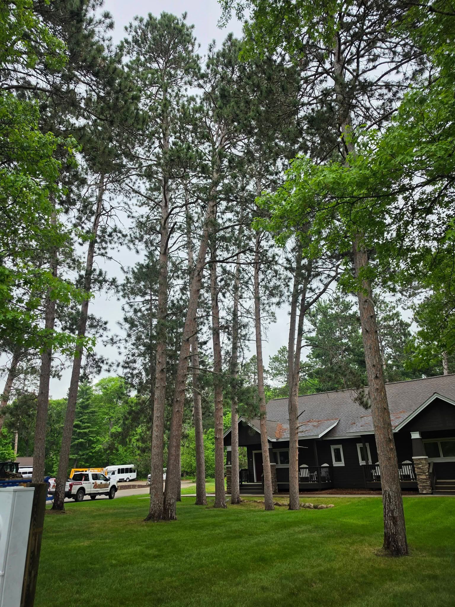 Tall pine trees in a grassy yard beside a dark cabin, with a white truck parked nearby.