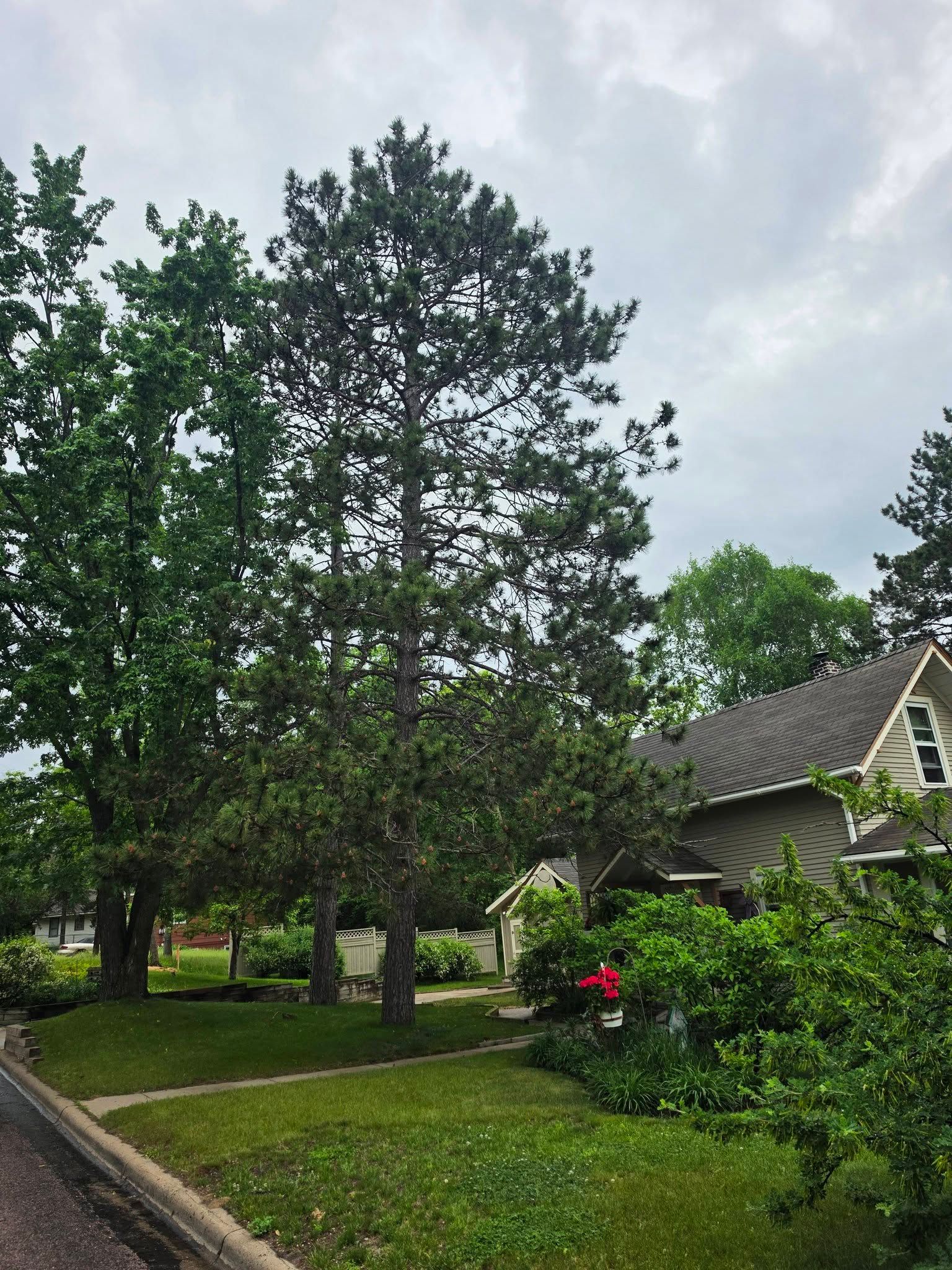 Residential street with tall pine trees, green lawn, and a house under an overcast sky