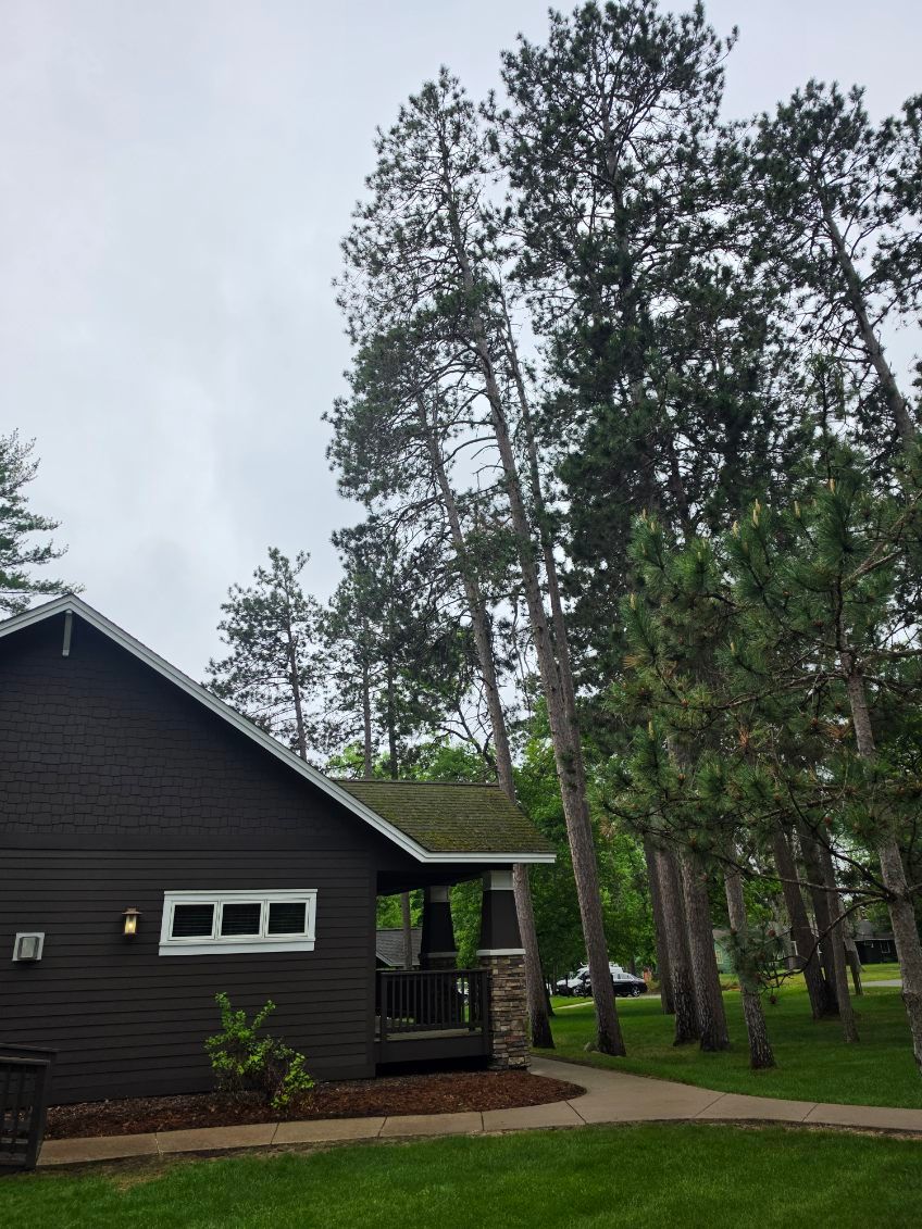 Black cabin beside tall pine trees under a cloudy sky