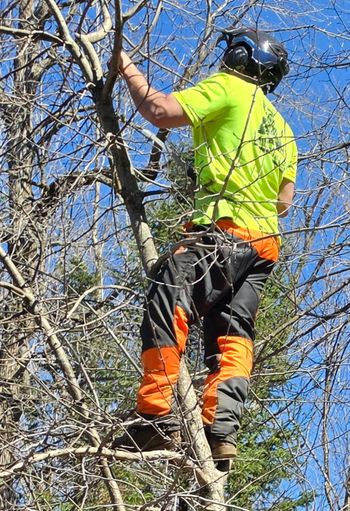 Arborist in neon safety gear and helmet climbing a tree against a blue sky