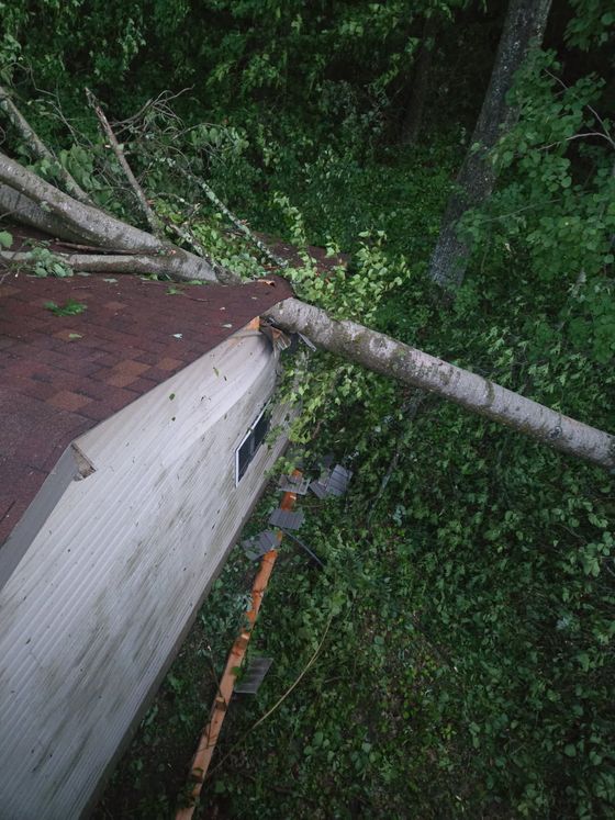 Fallen tree on a white roof beside a wooded area, with branches and debris below.