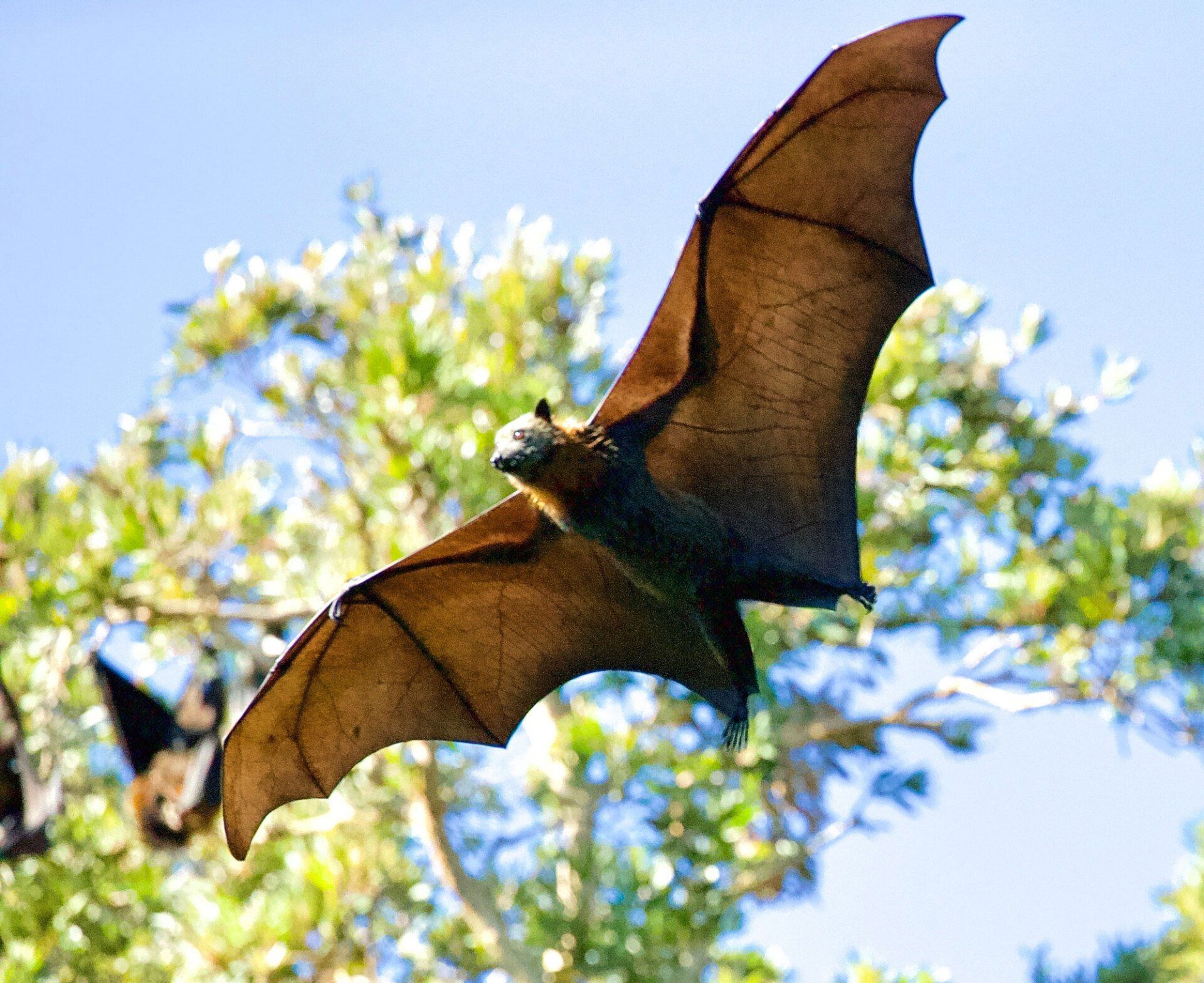 We eliminate and prevent bats
