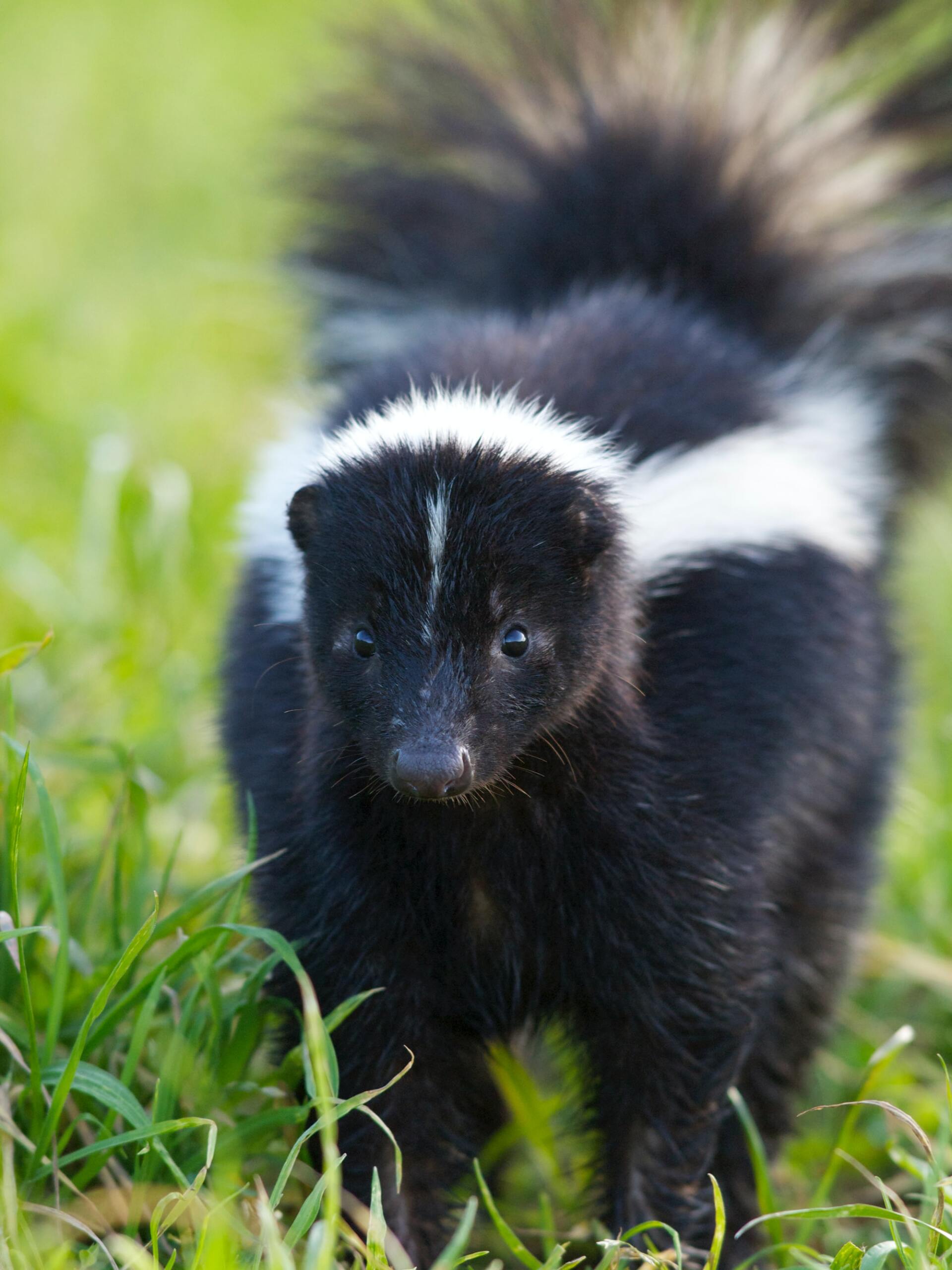 skunk removal and prevention