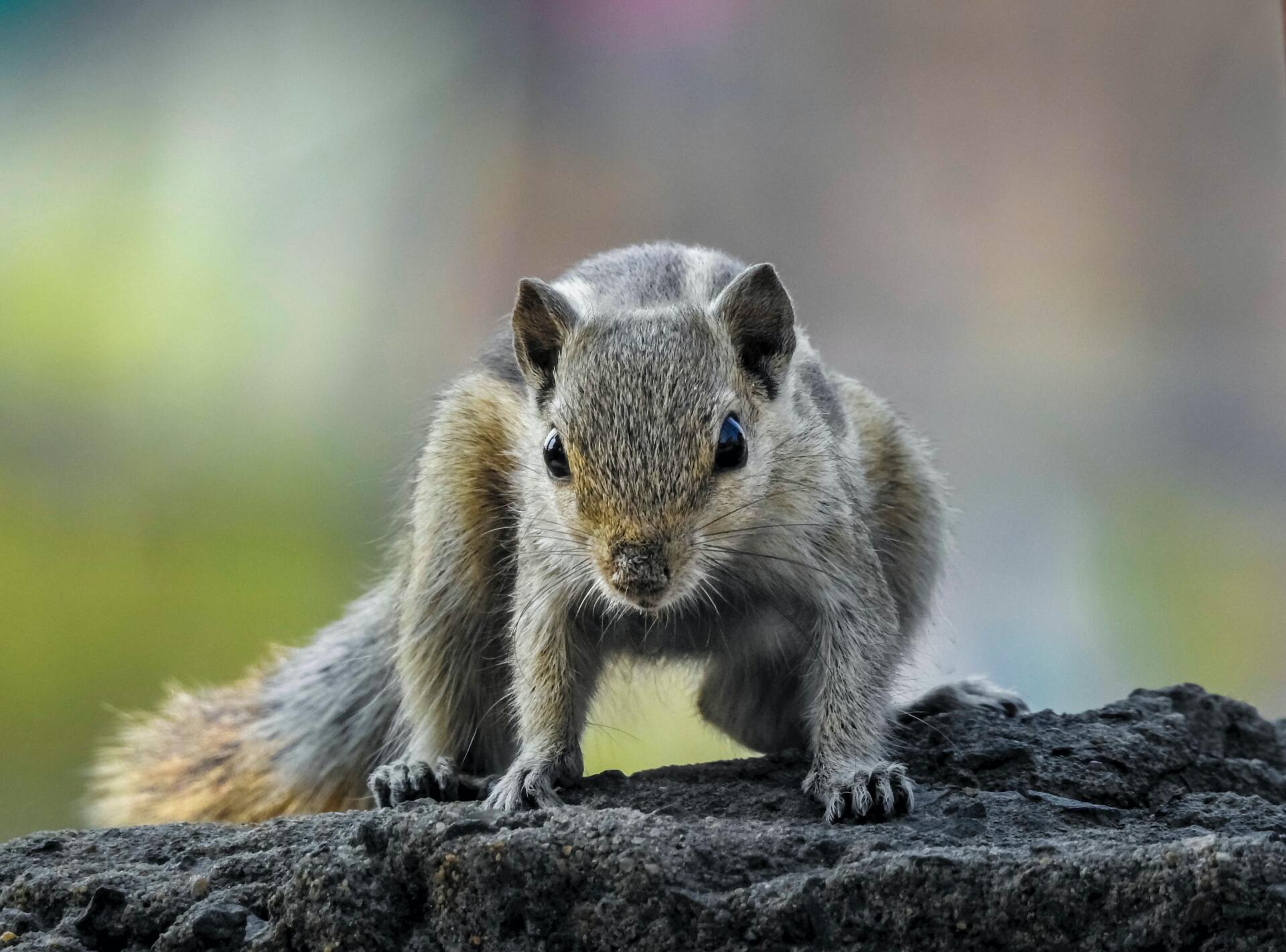 squirrel removal
