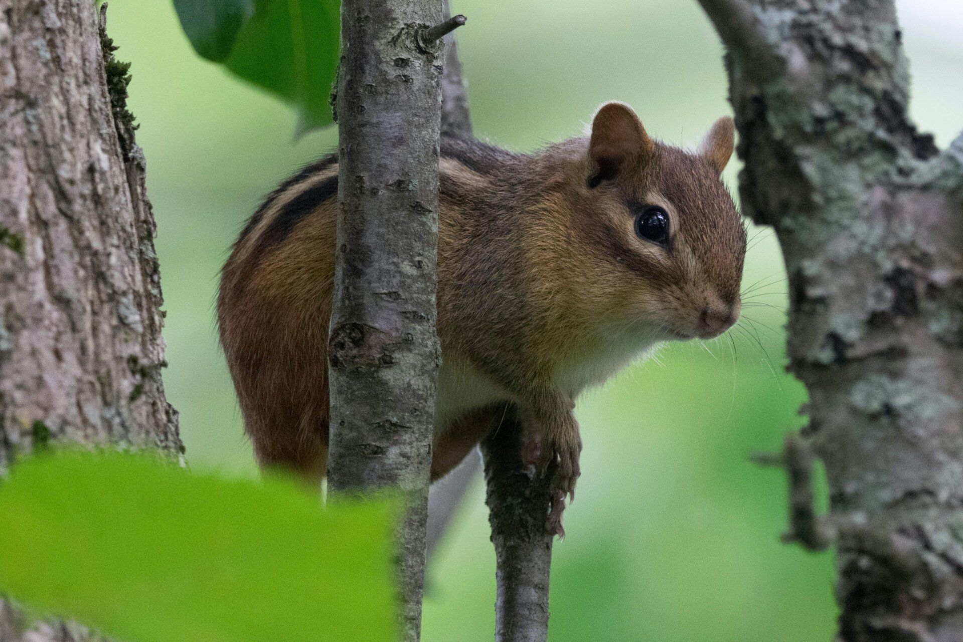 We eliminate and prevent chipmunks
