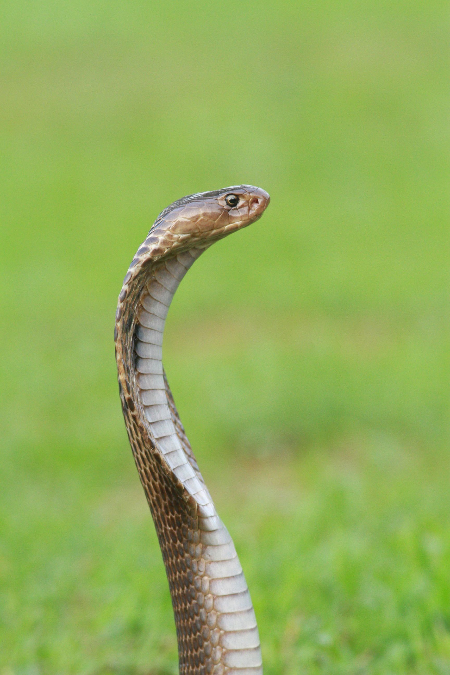 We eliminate and prevent snakes