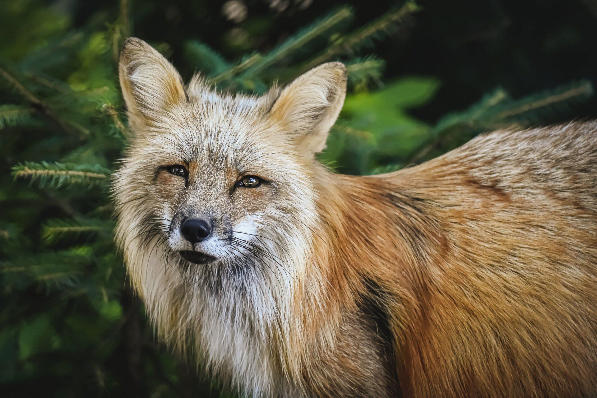 We eliminate and prevent foxes