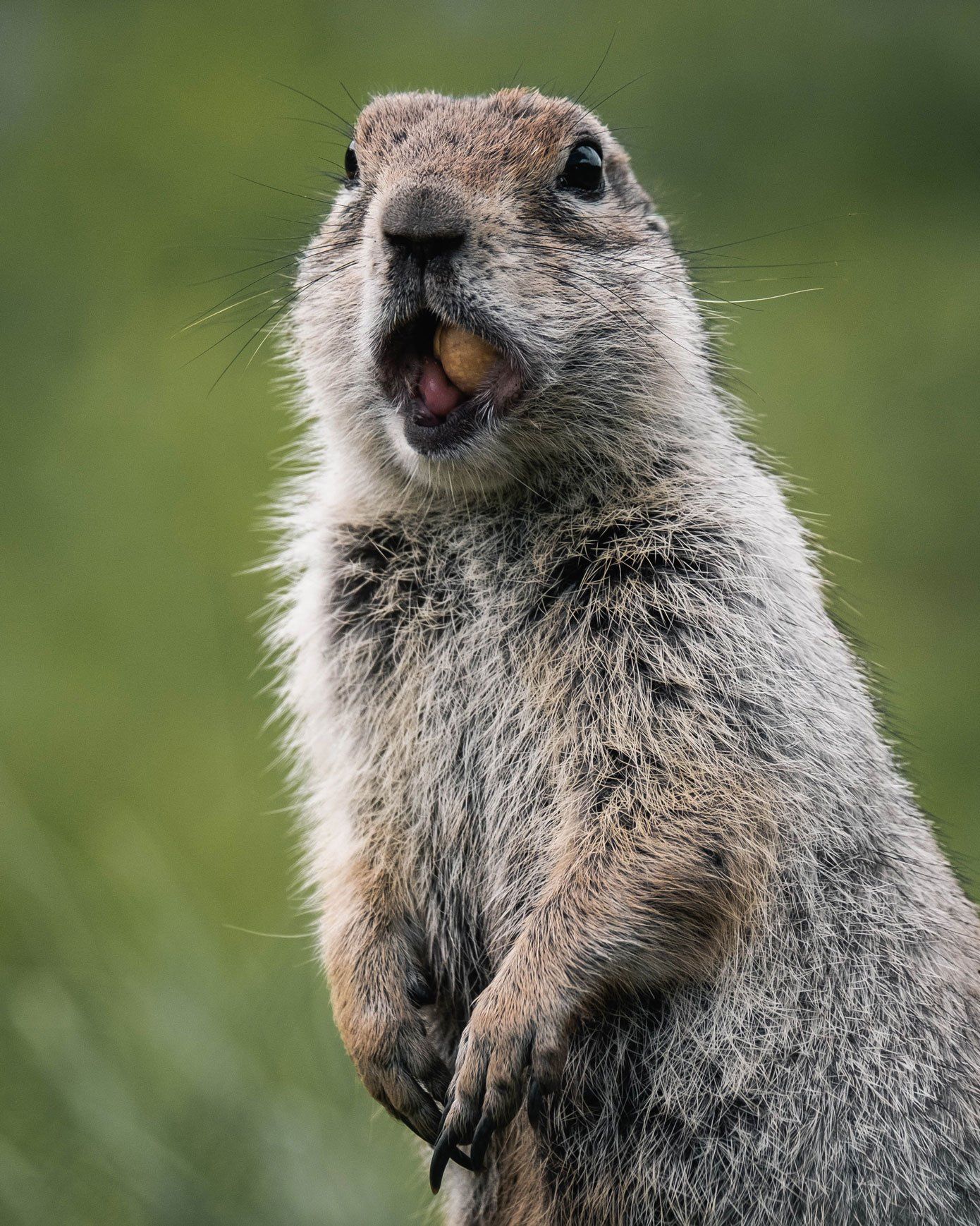 We eliminate and prevent groundhogs