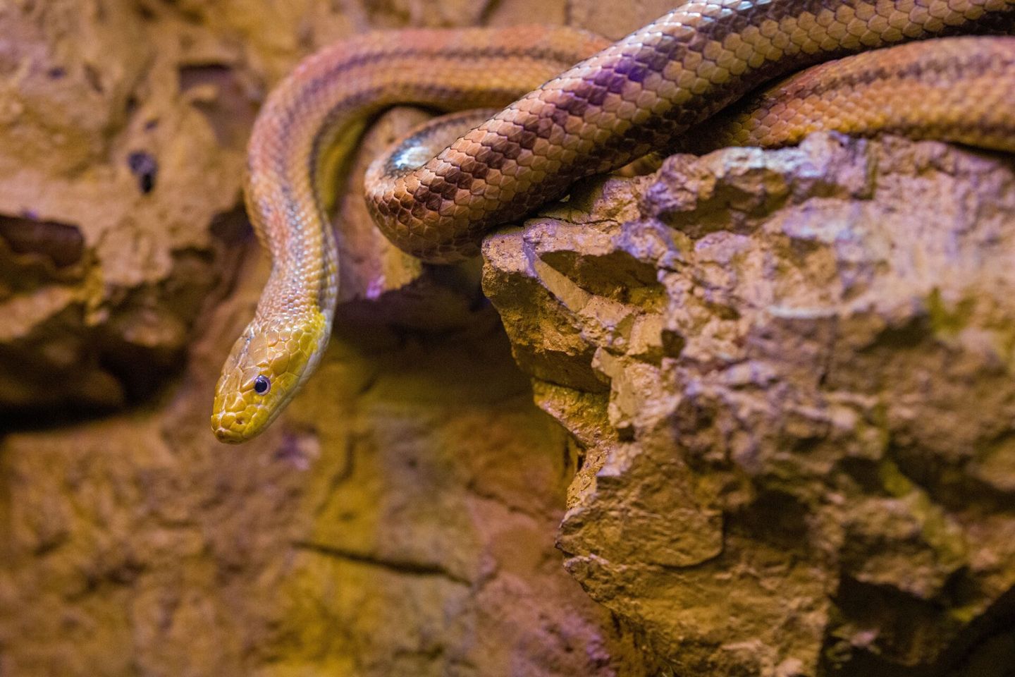 Snake on the rock
