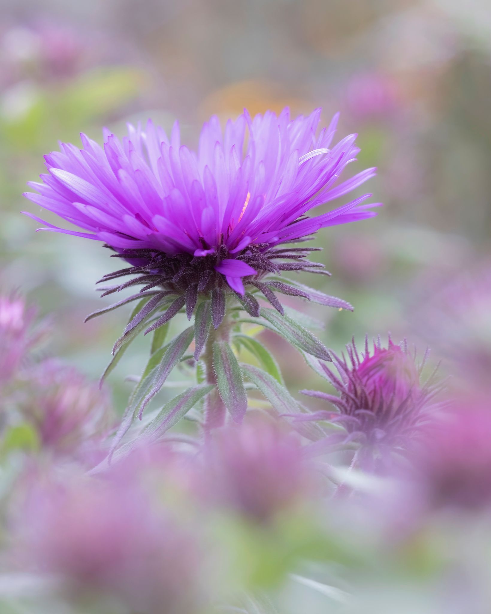 Un gros plan d'une fleur violette avec un arrière-plan flou.
