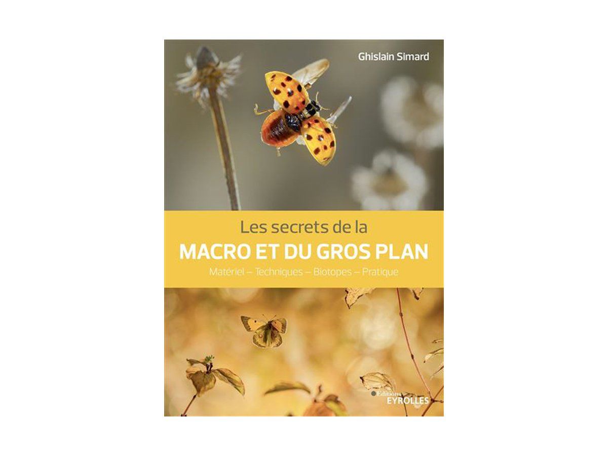Une couverture de livre avec deux papillons survolant une fleur.